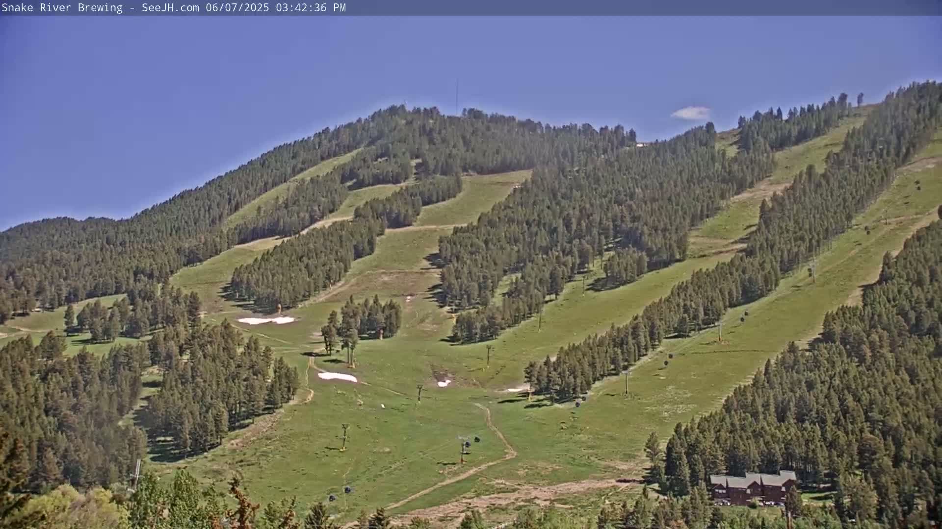 A grassy mountainside dotted with evergreen trees and a few patches of snow under a clear blue sky.