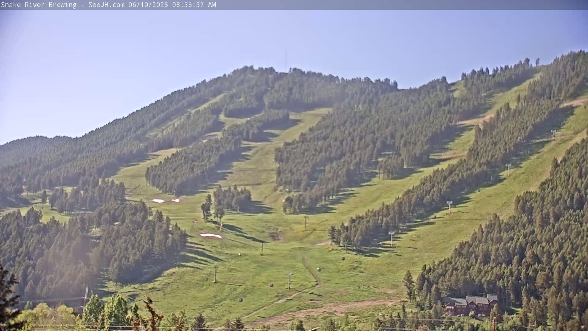 A grassy mountainside dotted with evergreen trees and ski lifts under a clear, bright sky.