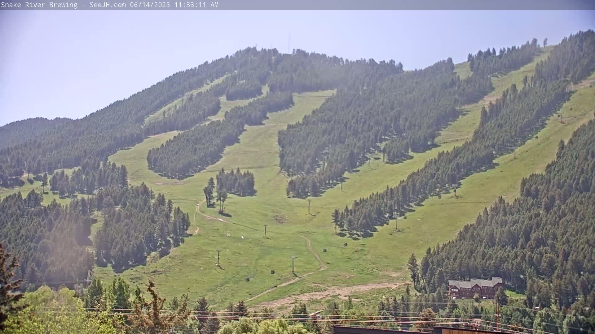 A grassy hillside dotted with evergreen trees and ski lifts under a clear blue sky.