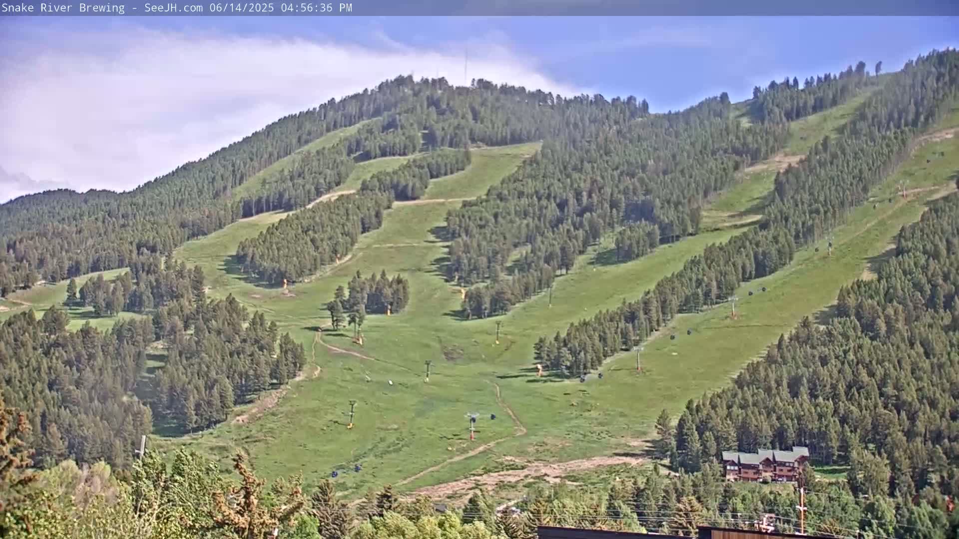 A grassy hillside dotted with evergreen trees and ski lifts under a clear blue sky.