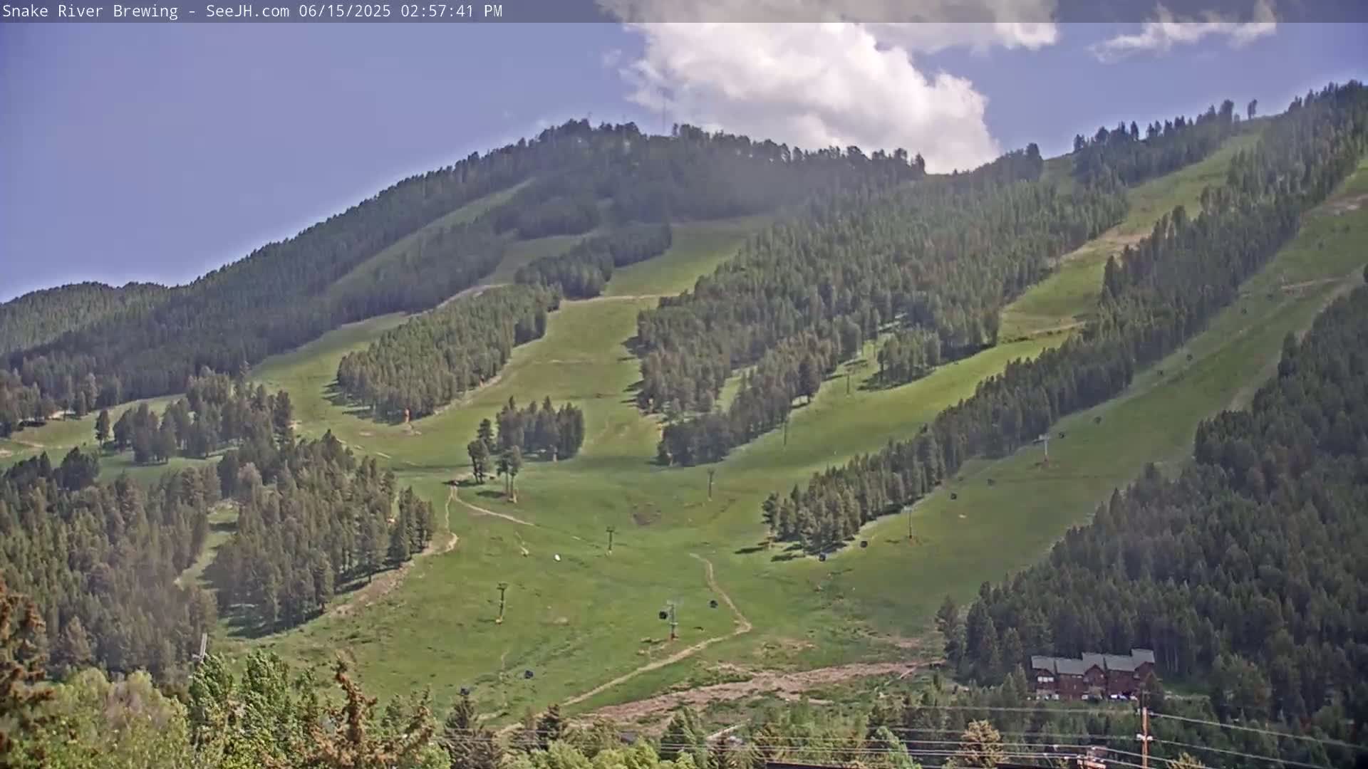 A grassy hillside dotted with evergreen trees and ski lifts under a clear, bright sky.