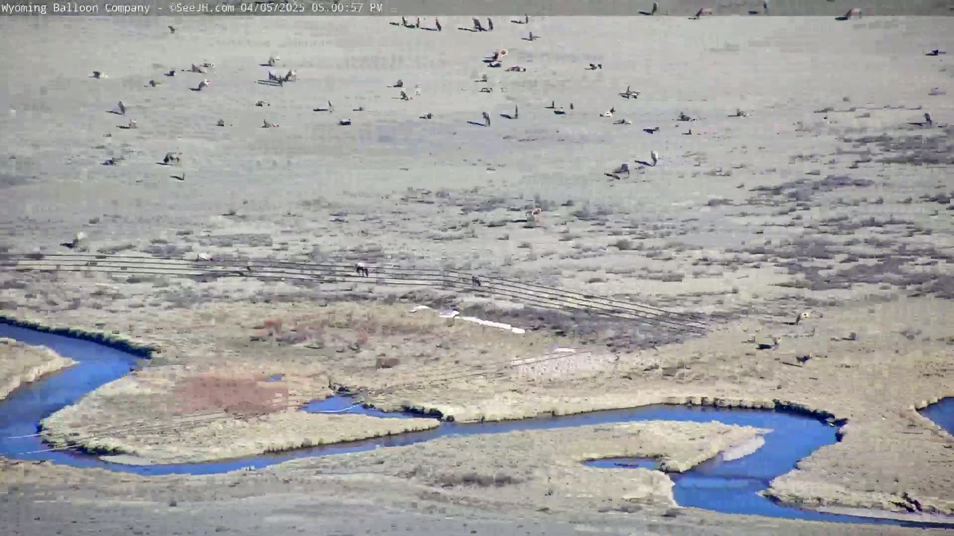 A meandering blue stream flows through a flat, dry, light brown landscape with several birds and animals scattered across it under a clear sky.