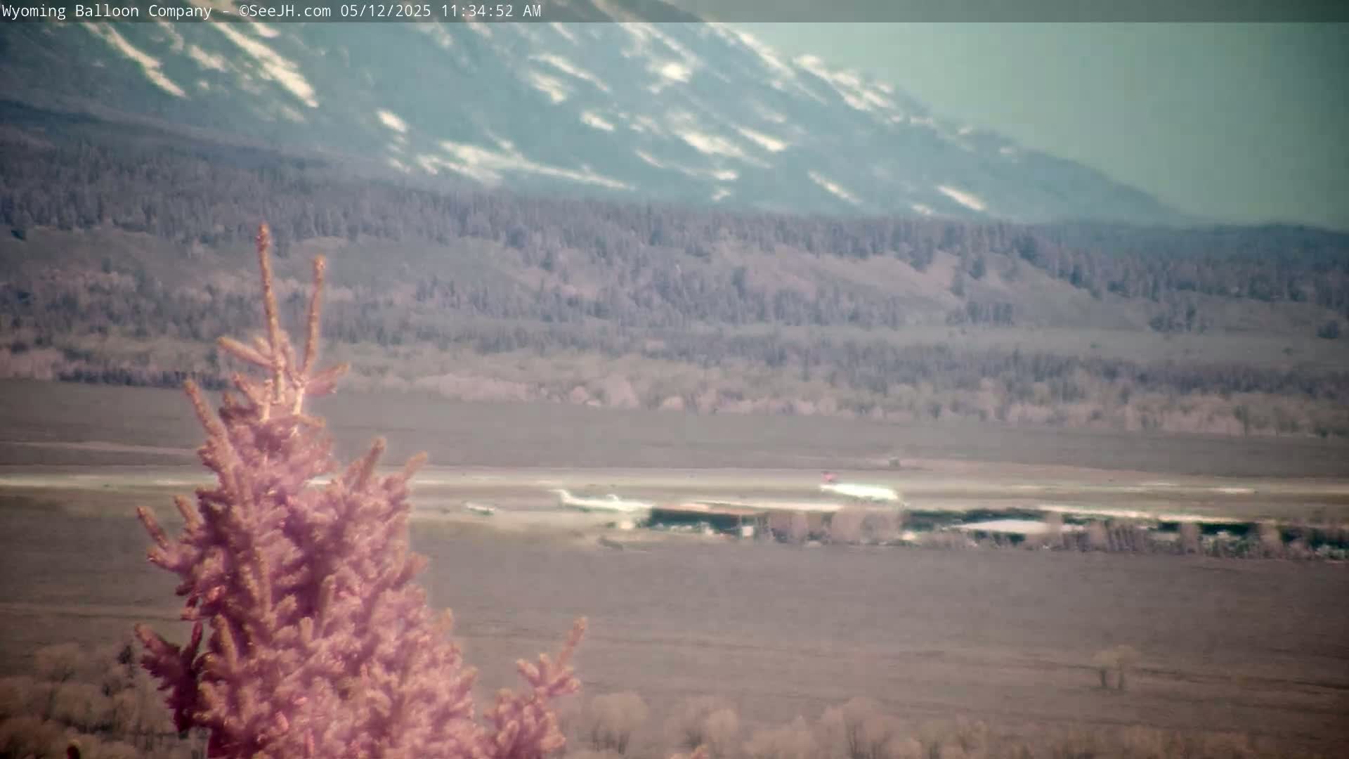 A pinkish-toned evergreen tree is in the foreground, overlooking a flat landscape with a distant mountain range showing patches of snow under a hazy sky.