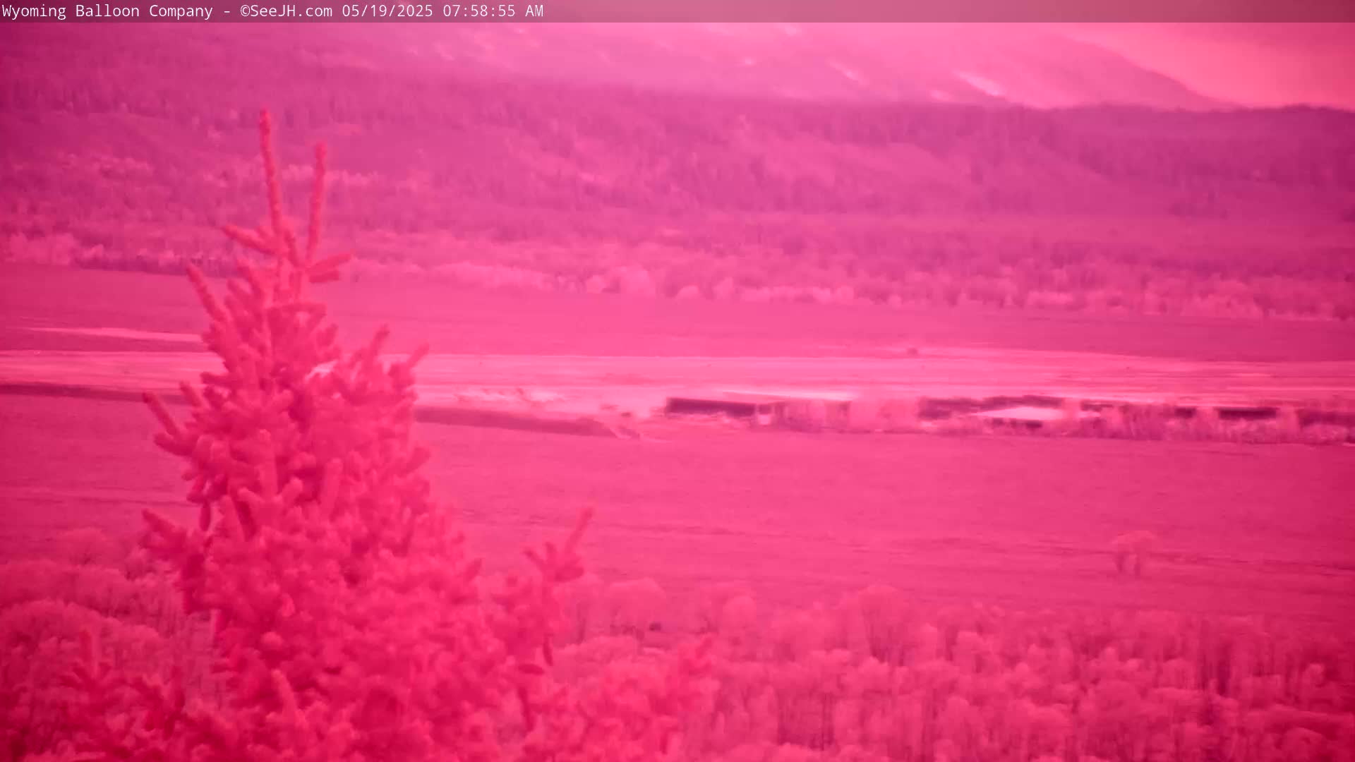 A pinkish-hued landscape featuring a coniferous tree in the foreground, a flat expanse of land, and distant mountains under a hazy sky.