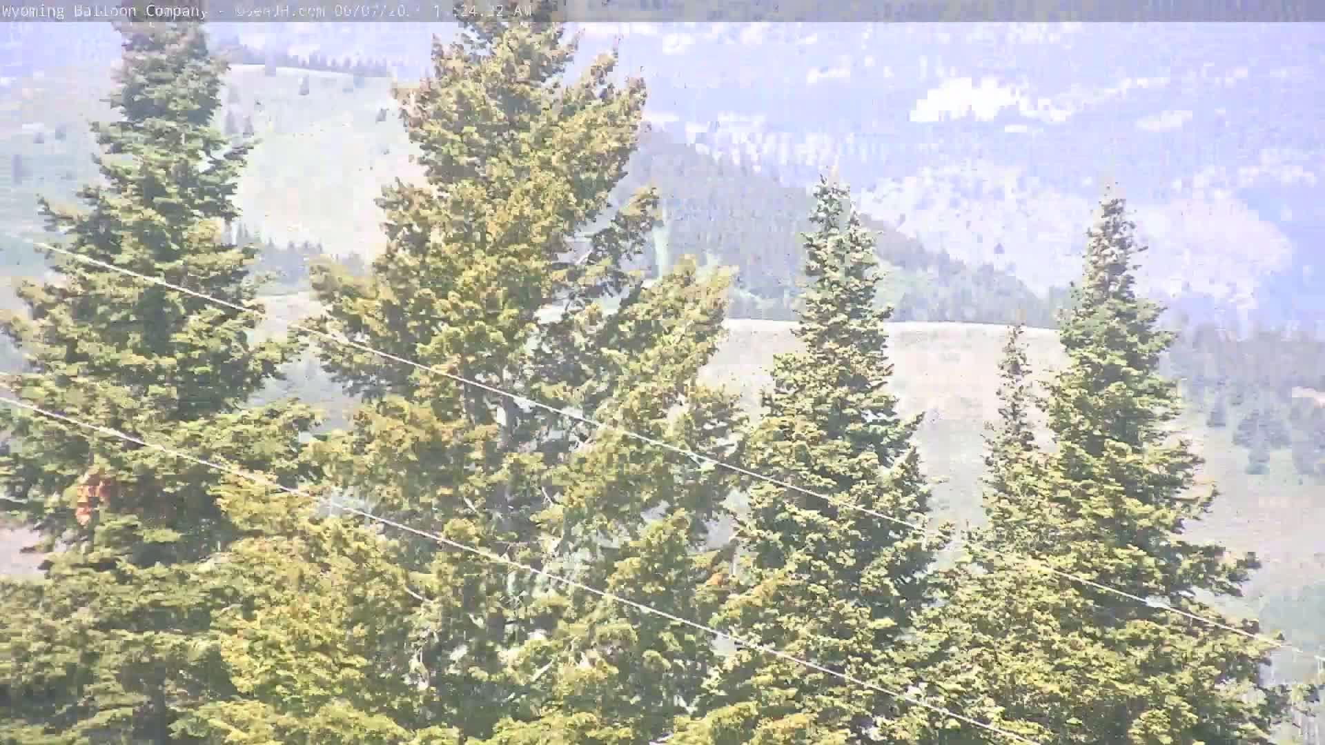 Several tall evergreen trees are visible in a hazy, sunny landscape, with power lines running through the foreground.
