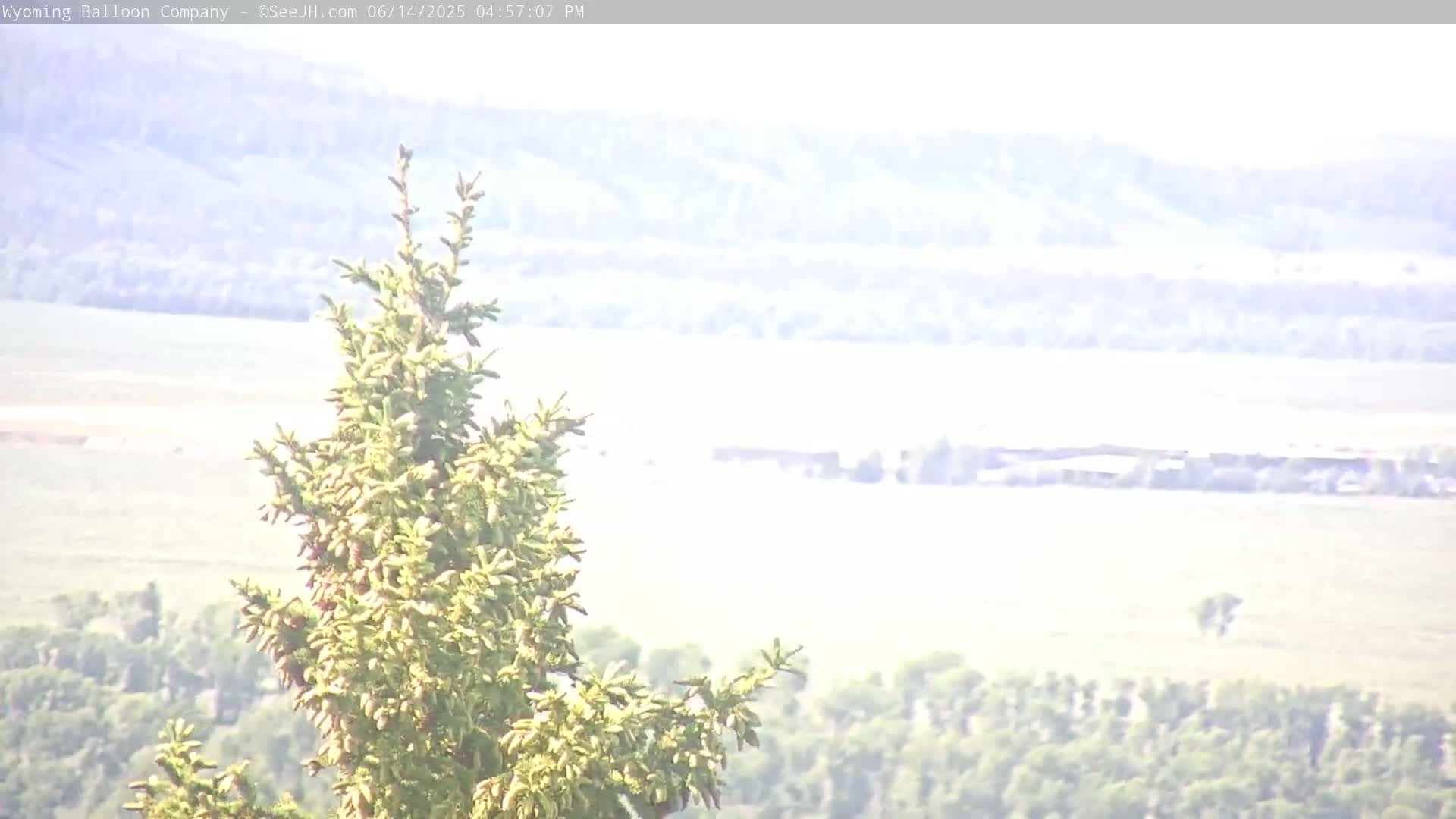 A hazy view shows a coniferous tree in the foreground with a distant landscape of trees and flat land under a bright, hazy sky.