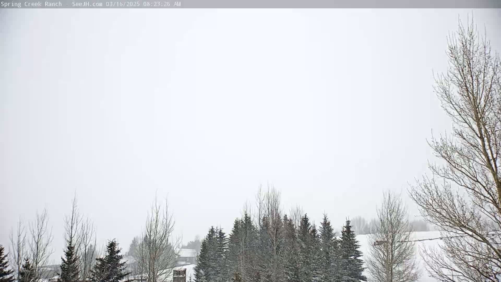 A snowy landscape shows a line of evergreen trees dusted with snow, and bare deciduous trees in the foreground under a light overcast sky.