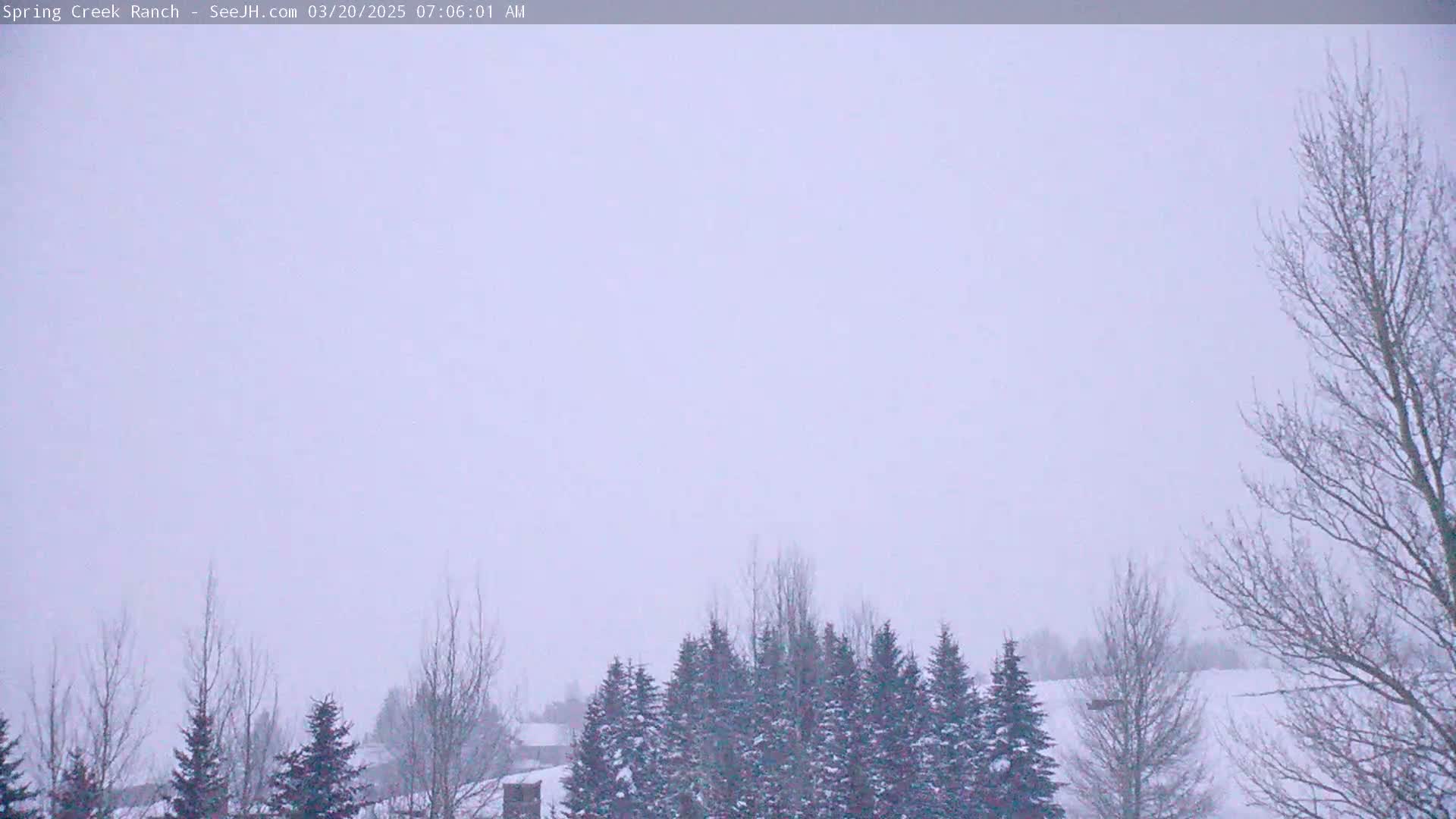 A snowy landscape is visible, featuring a line of evergreen trees dusted with snow in the mid-ground, and bare, snow-covered deciduous trees in the foreground and background under a light, overcast sky.