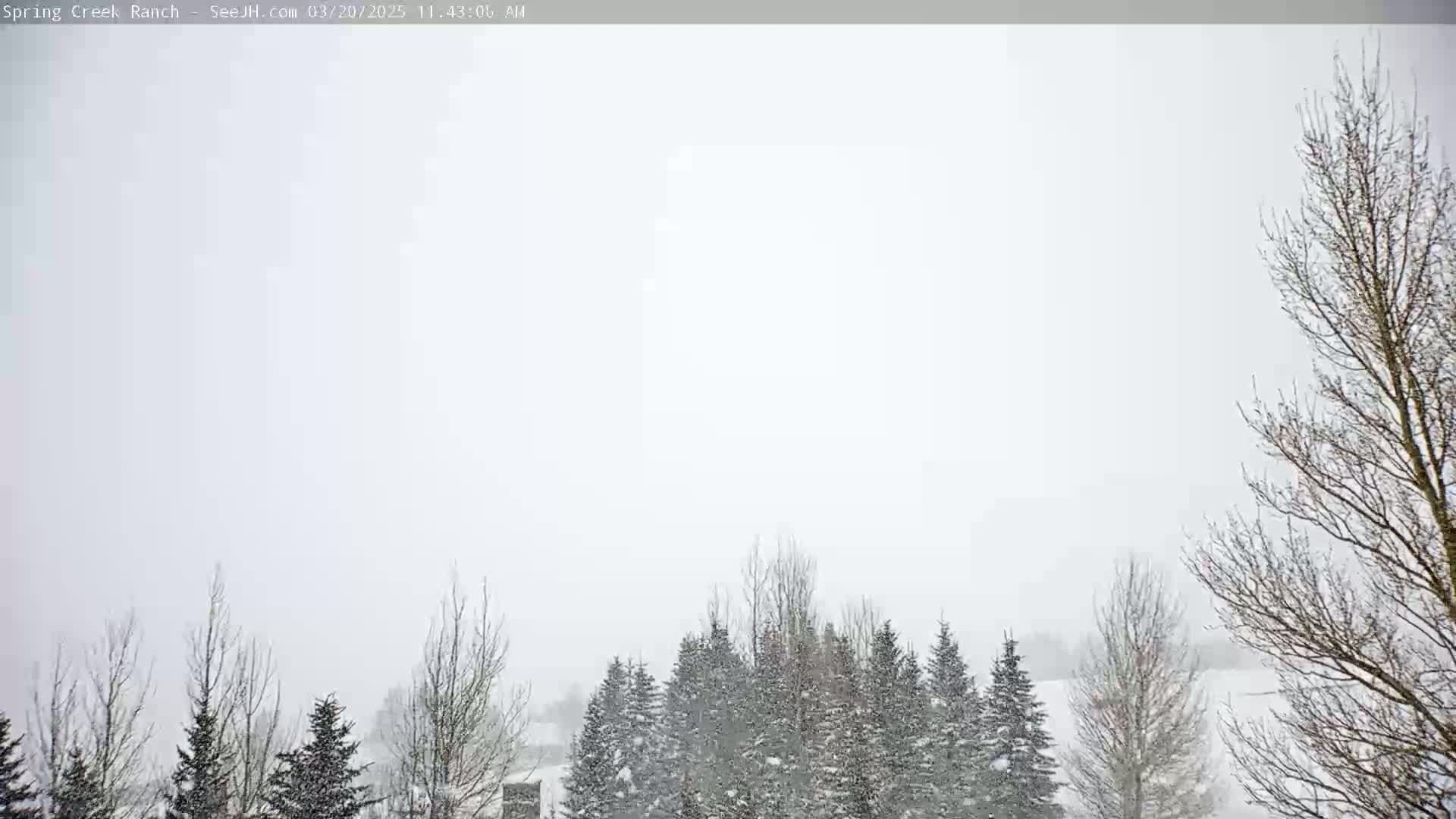 Snow falls on a line of evergreen trees and bare deciduous trees.