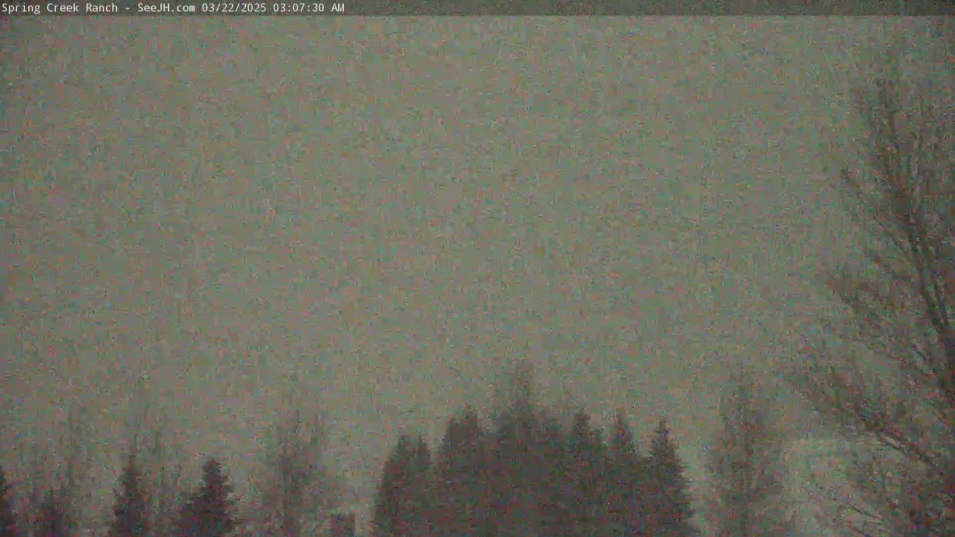 A snowy, overcast sky is visible above a line of dark evergreens and bare deciduous trees.