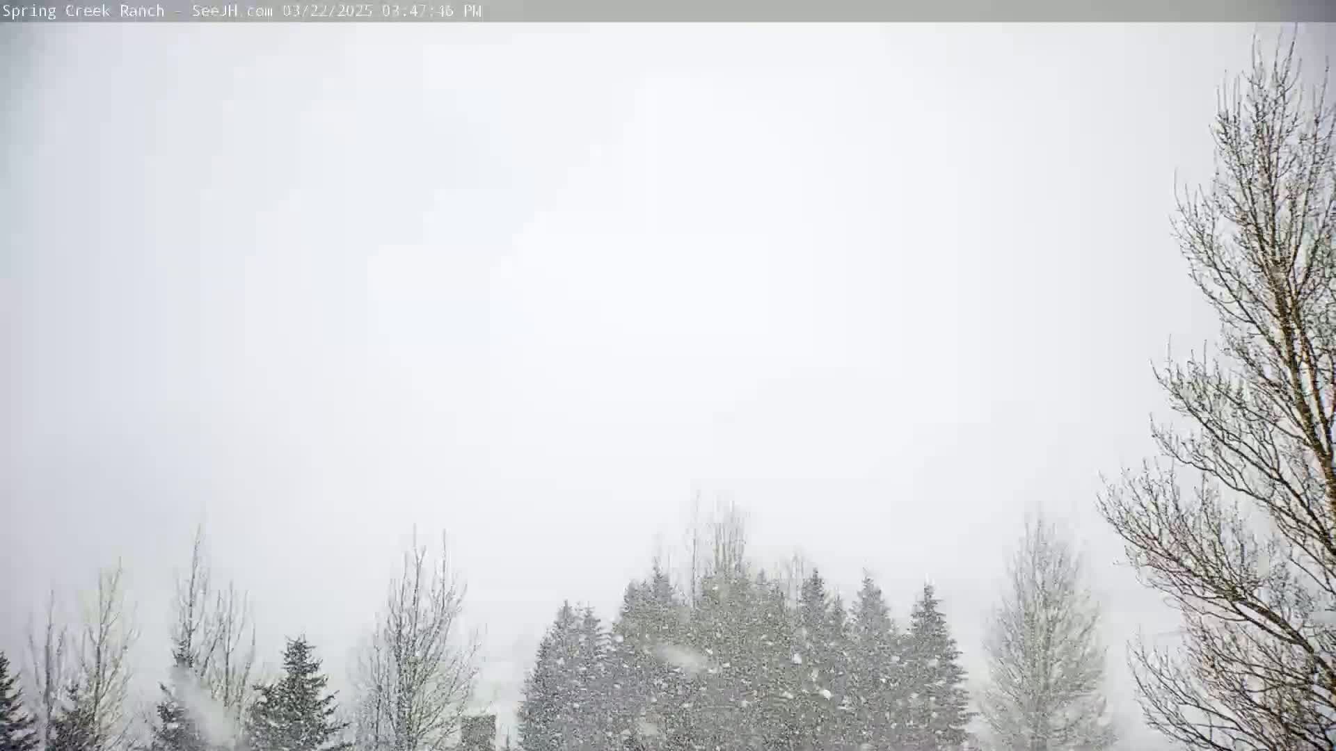 Snow falls heavily on a line of leafless trees and evergreens.