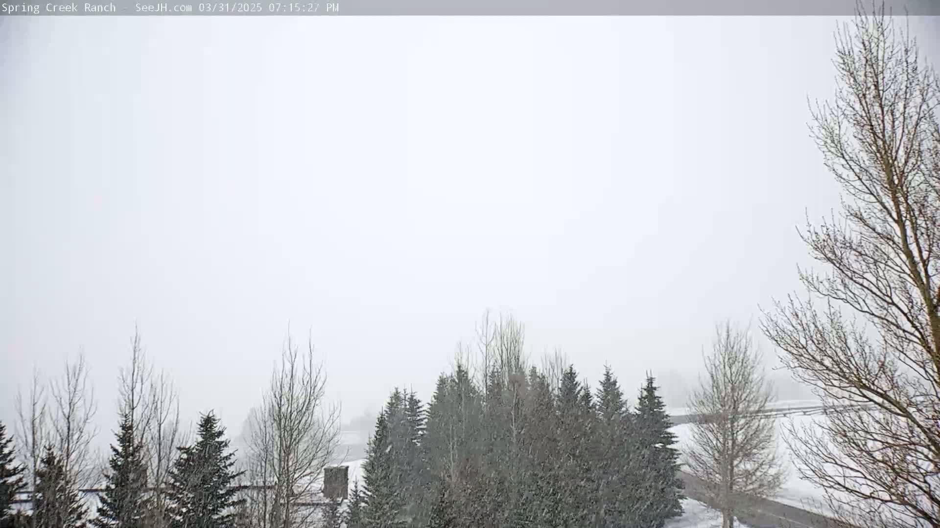 A snowy landscape featuring a stand of evergreen trees and leafless deciduous trees under a heavily overcast sky.