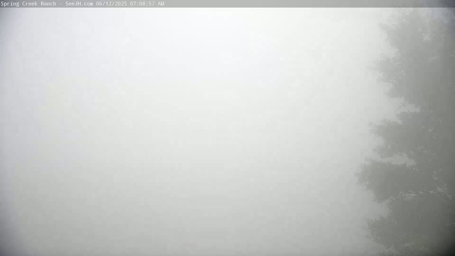 A foggy outdoor scene shows the silhouettes of evergreen tree branches on the right side of the frame.