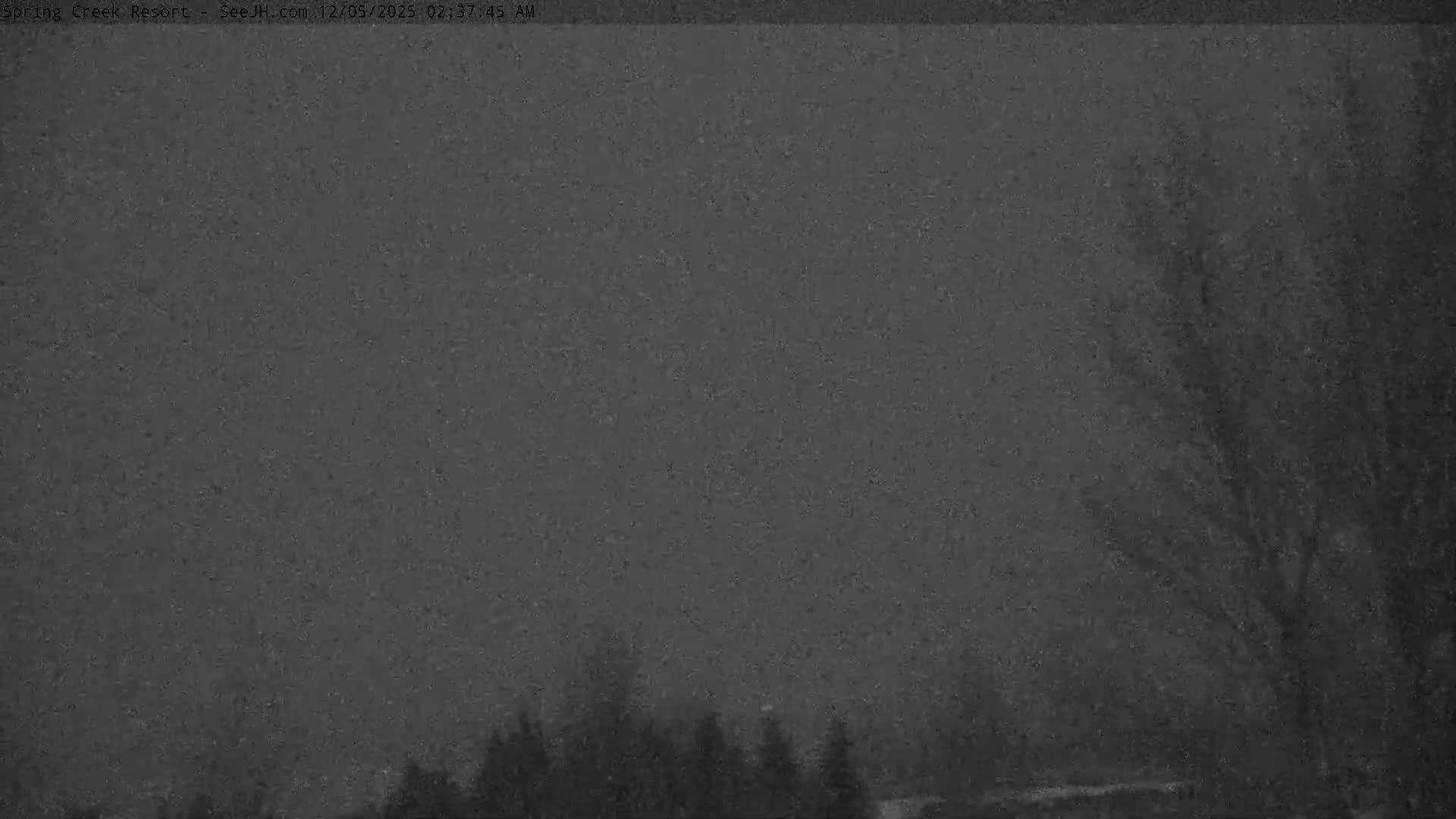 The image shows a very dark and grainy outdoor night scene with faint silhouettes of trees across the bottom and a large bare tree branch on the right, under conditions of extremely low light and visibility.