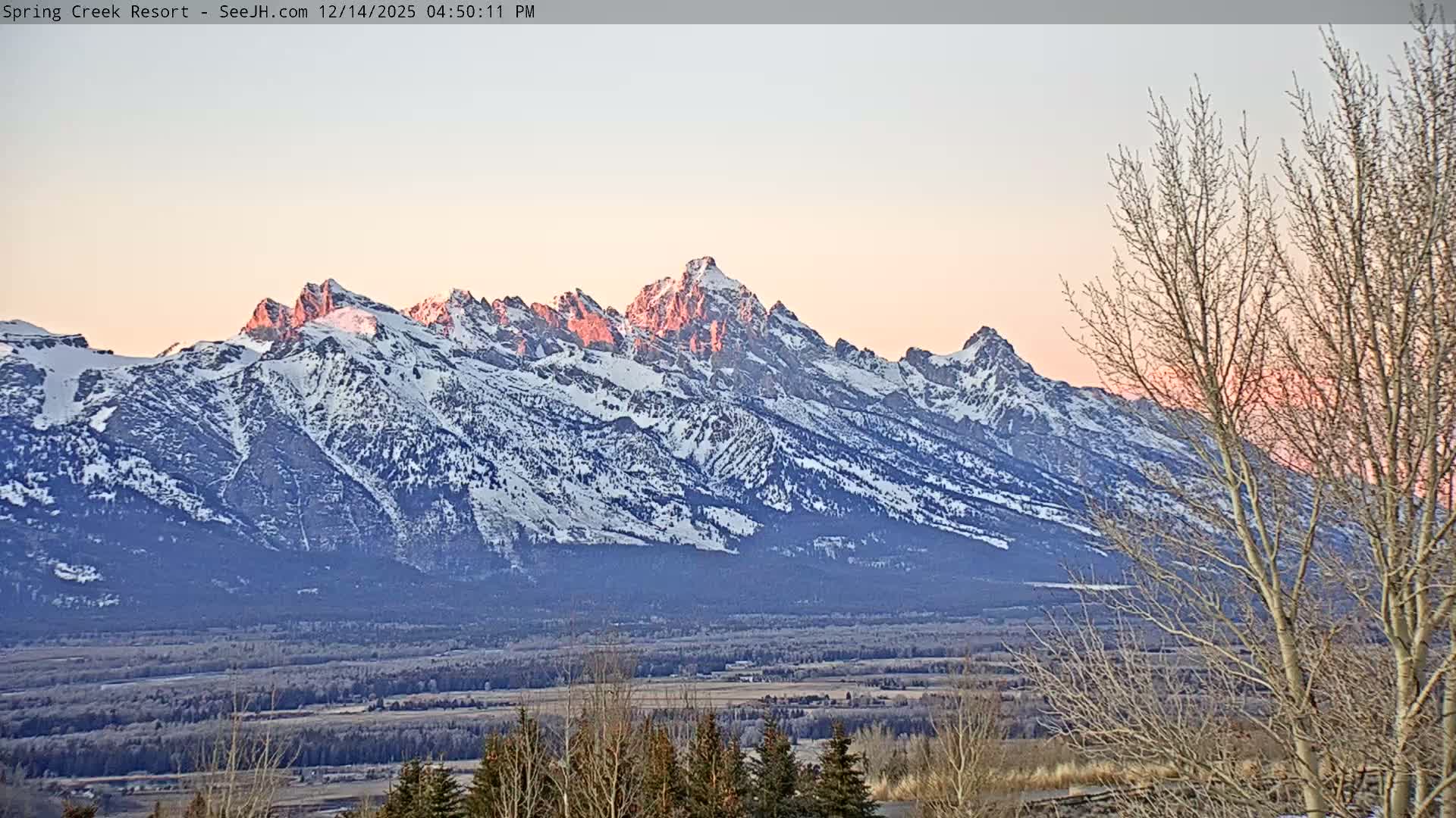The image shows a very dark and grainy outdoor night scene with faint silhouettes of trees across the bottom and a large bare tree branch on the right, under conditions of extremely low light and visibility.