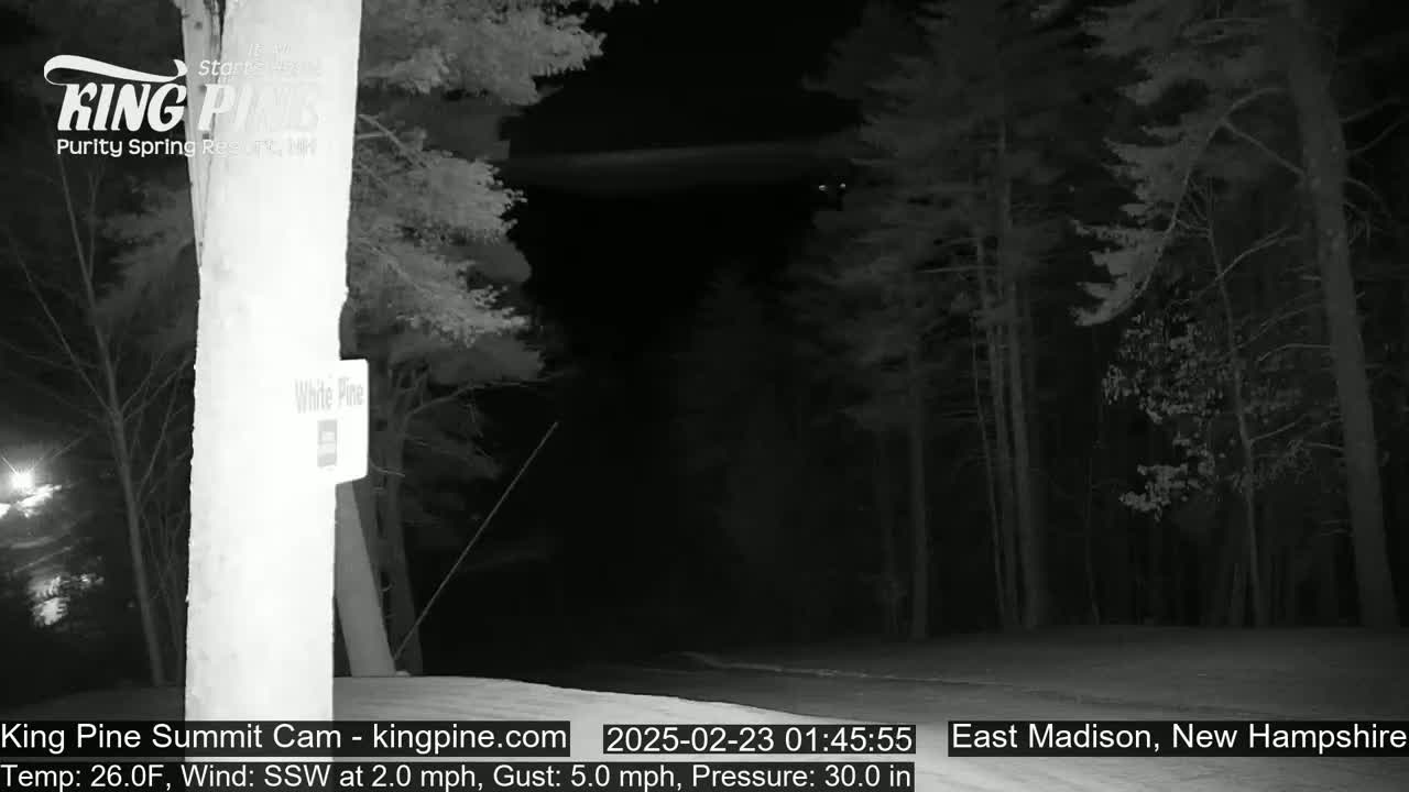 A nighttime, low-light view of a road through a dark forest with a light wind.