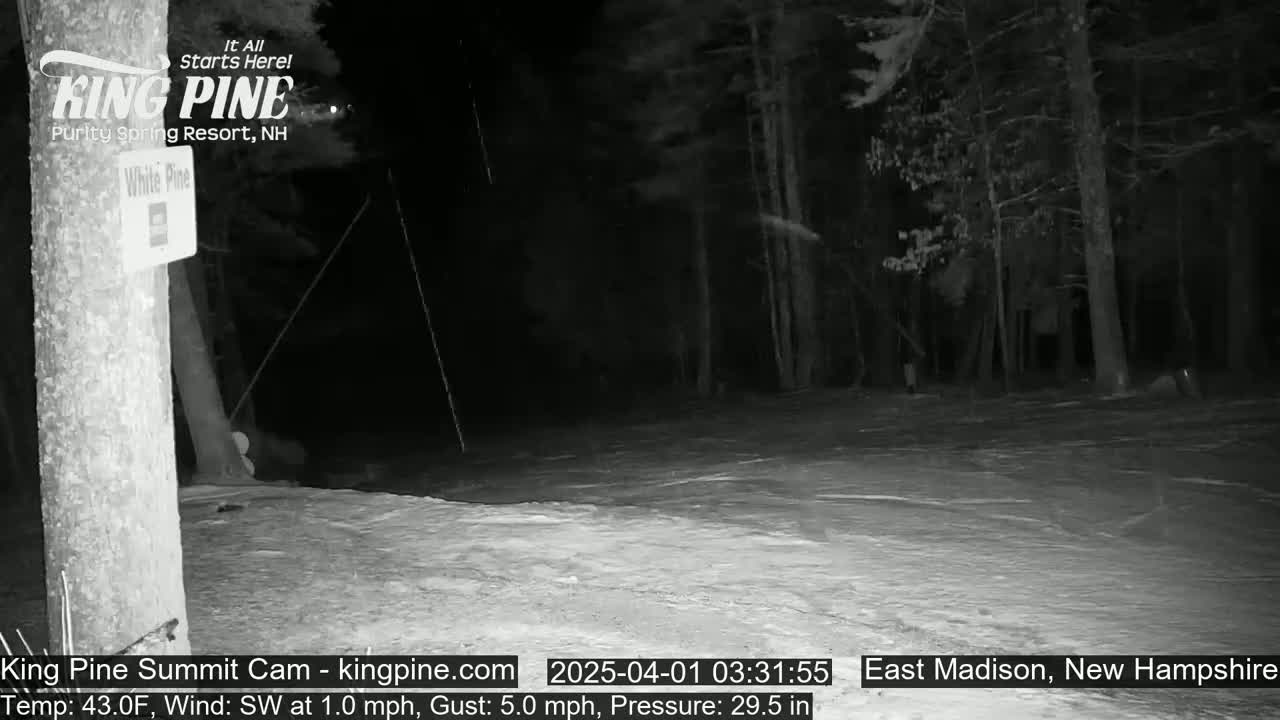 A nighttime, snowy scene shows a wooded area with a snow-covered ground in light wind.
