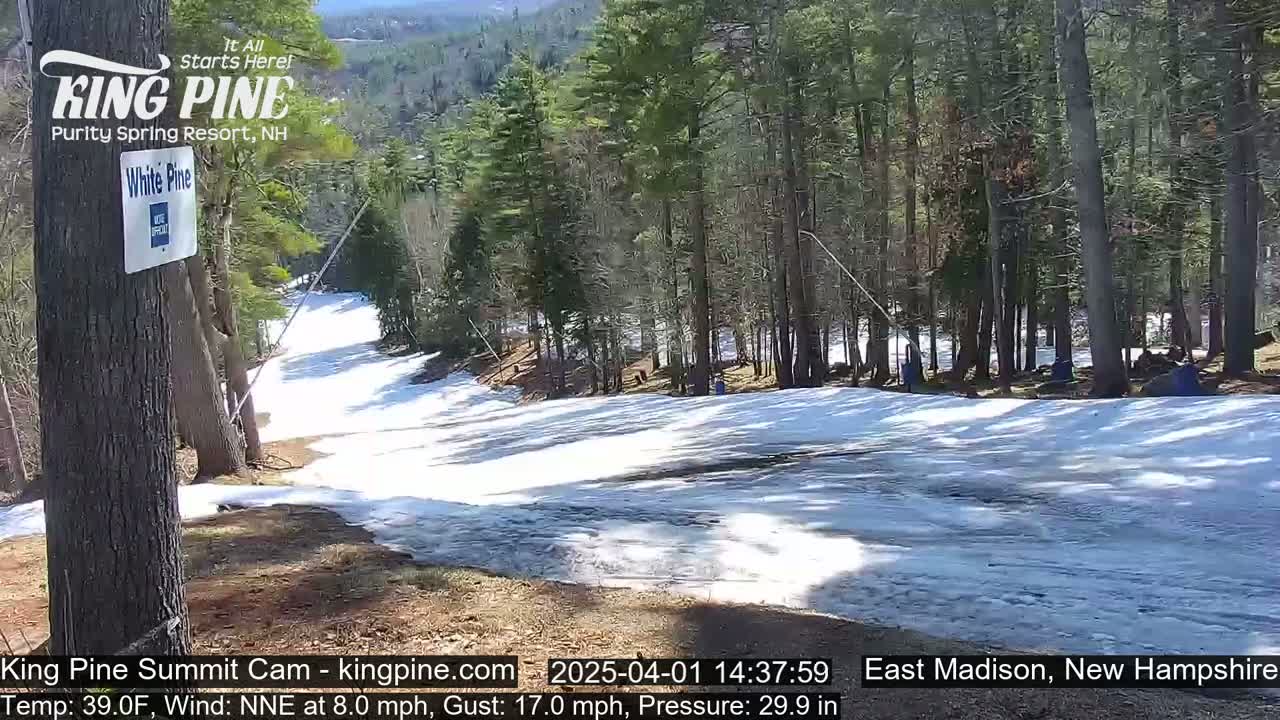 A snow-covered ski slope winds through a sunny forest of evergreen trees.