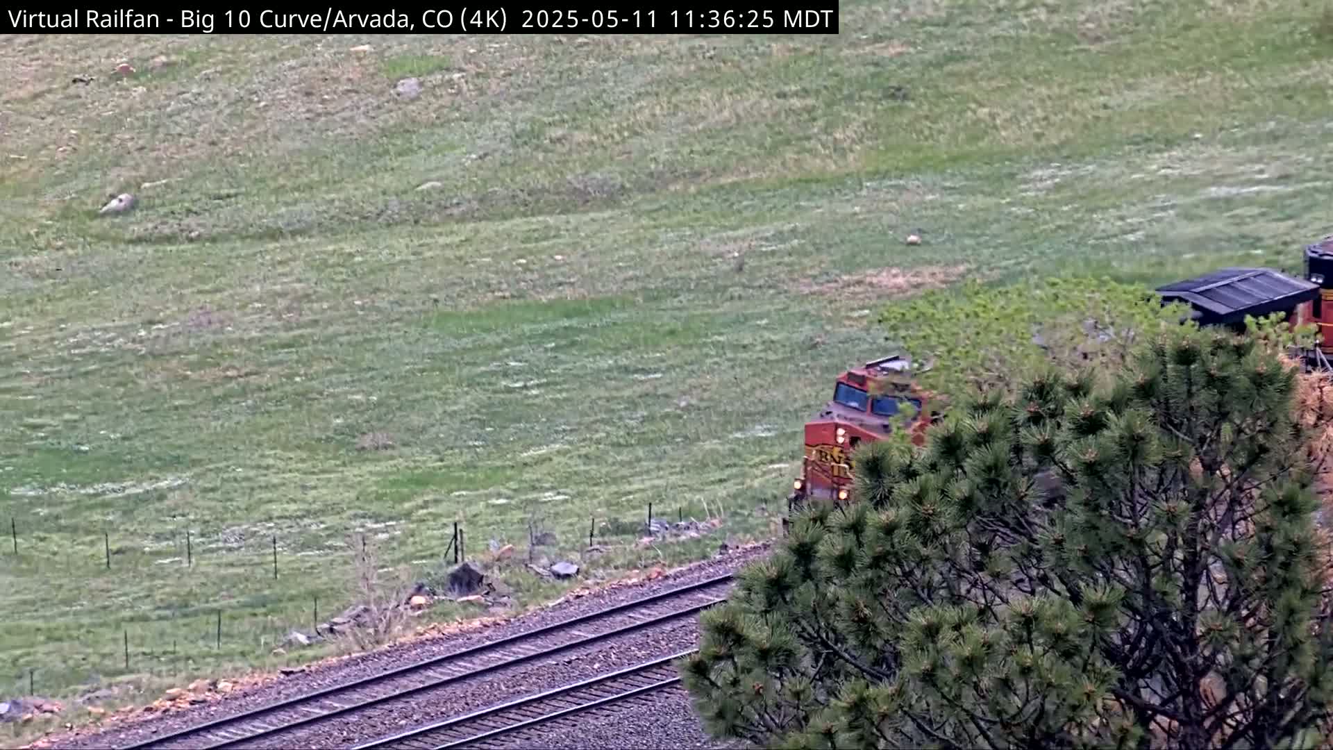 A red train travels along a set of railroad tracks next to a grassy field, partially obscured by a pine tree.