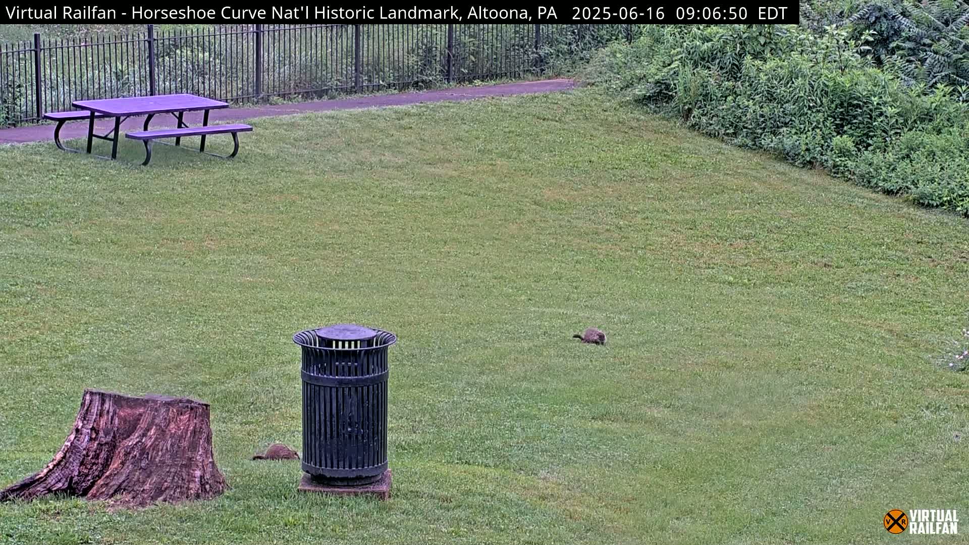 A grassy area with a picnic table, a trash can, a tree stump, and two small animals.