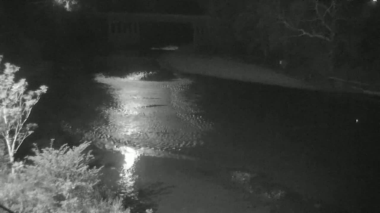 A nighttime, low-light view shows a dark body of water reflecting light, with vegetation and a bridge visible in the background.
