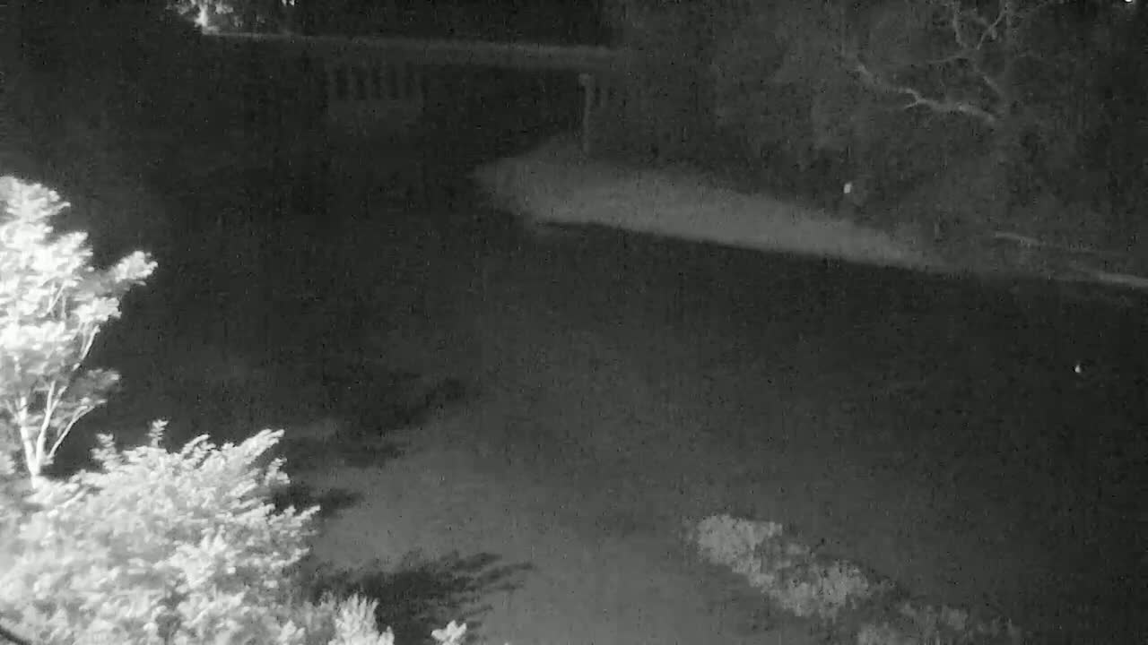 A nighttime, low-light image shows a dark body of water under a bridge, with trees and shrubs visible in the foreground and background.
