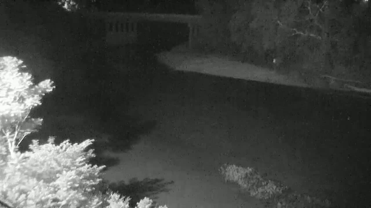 A nighttime, low-light image shows a dark expanse of ground, possibly a field or road, bordered by trees and shrubs, with some tree branches visible in the foreground.