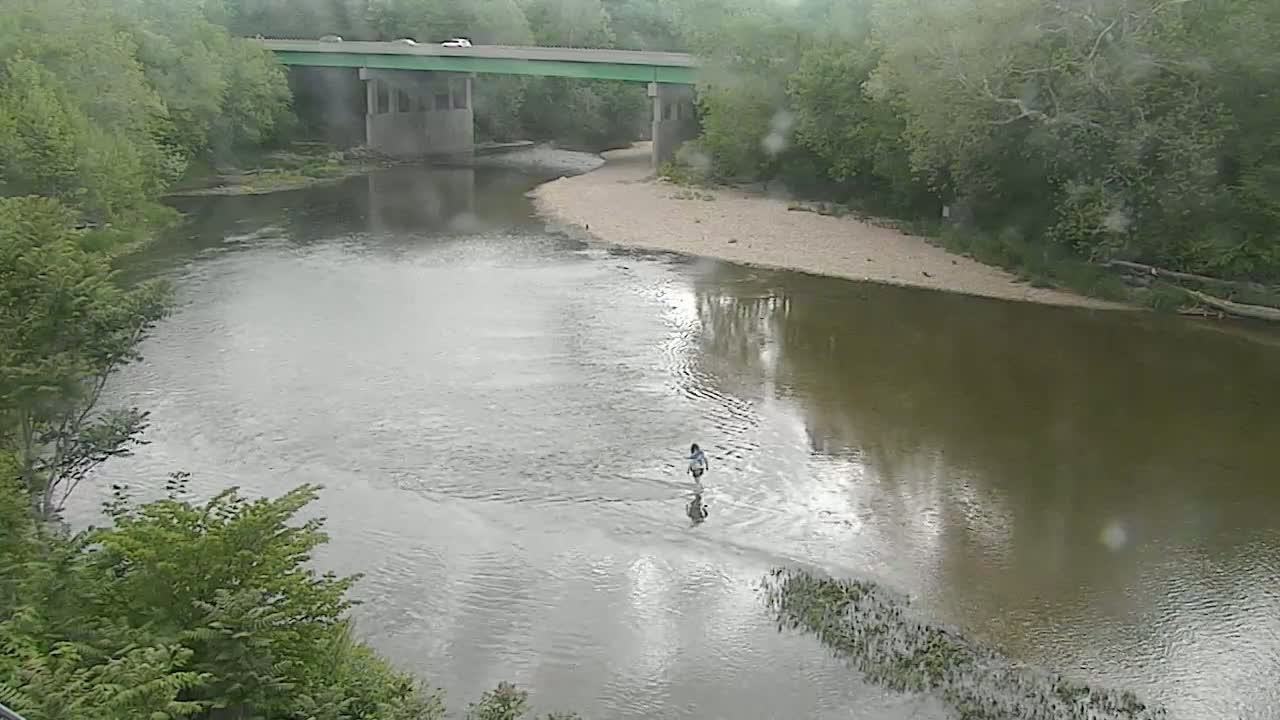 A person wades in a calm river under a bridge on a rainy day, surrounded by lush green trees.