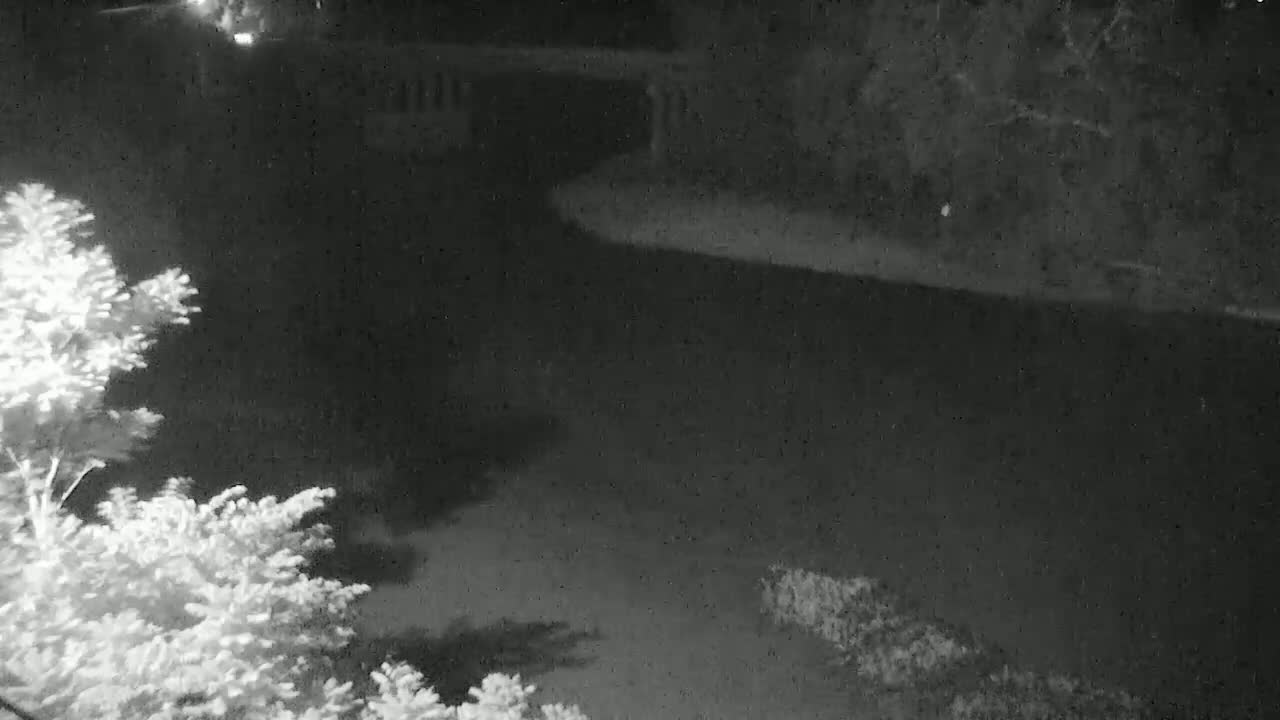 A nighttime, low-light view shows a dark body of water under a bridge, with vegetation visible in the foreground and background.