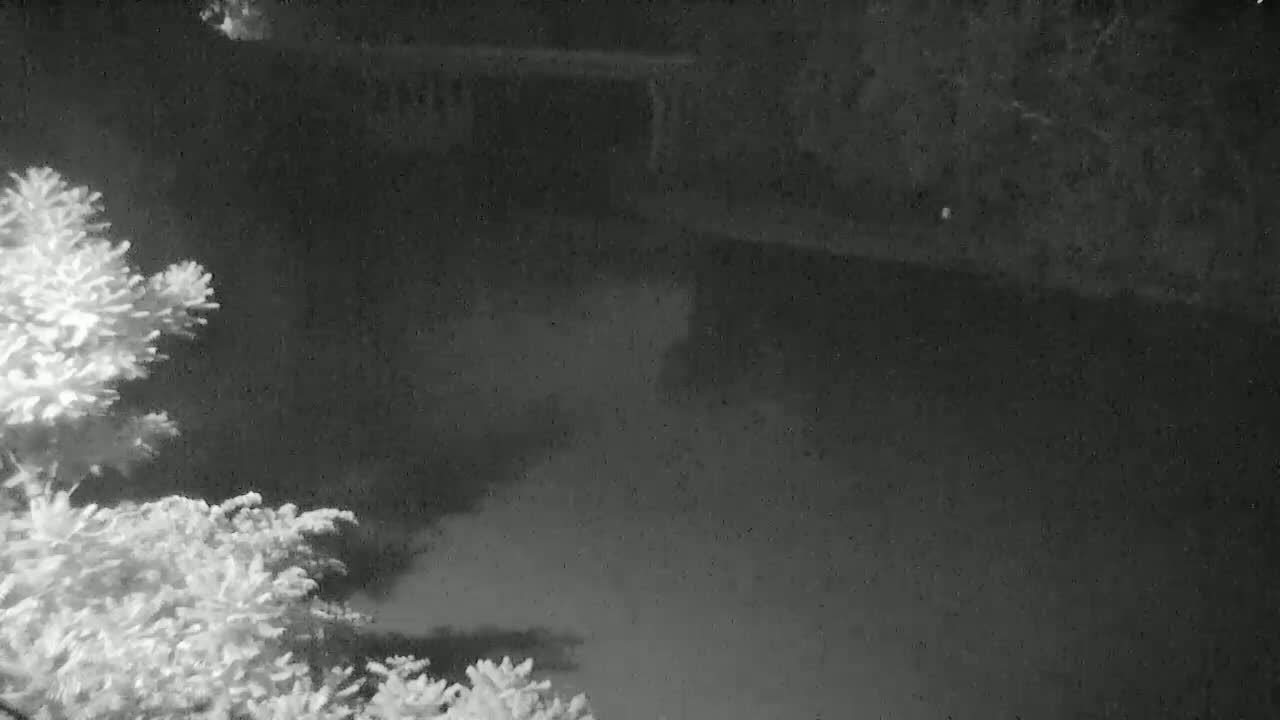 A nighttime, grainy image shows dark foliage in the foreground and a dark body of water in the background under a cloudy sky.