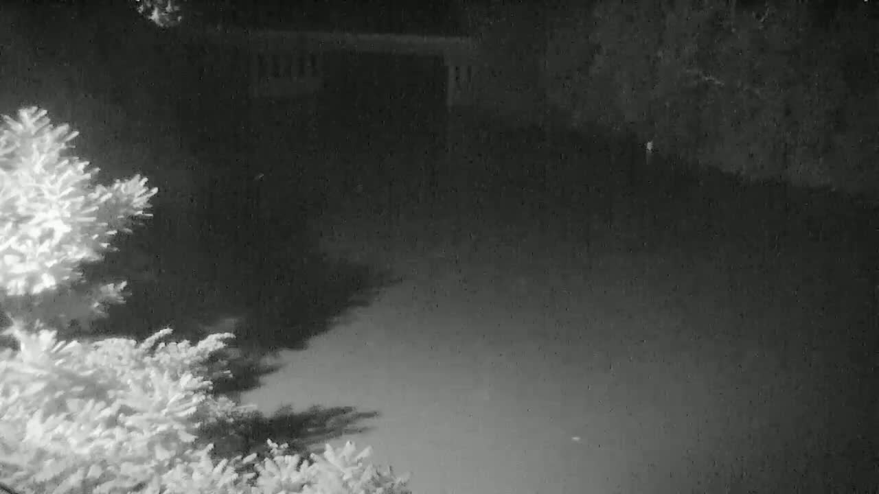 A nighttime, low-light image shows a dark body of water, possibly a pond or lake, reflecting the dark sky, with shadowy trees and shrubs visible on the left.