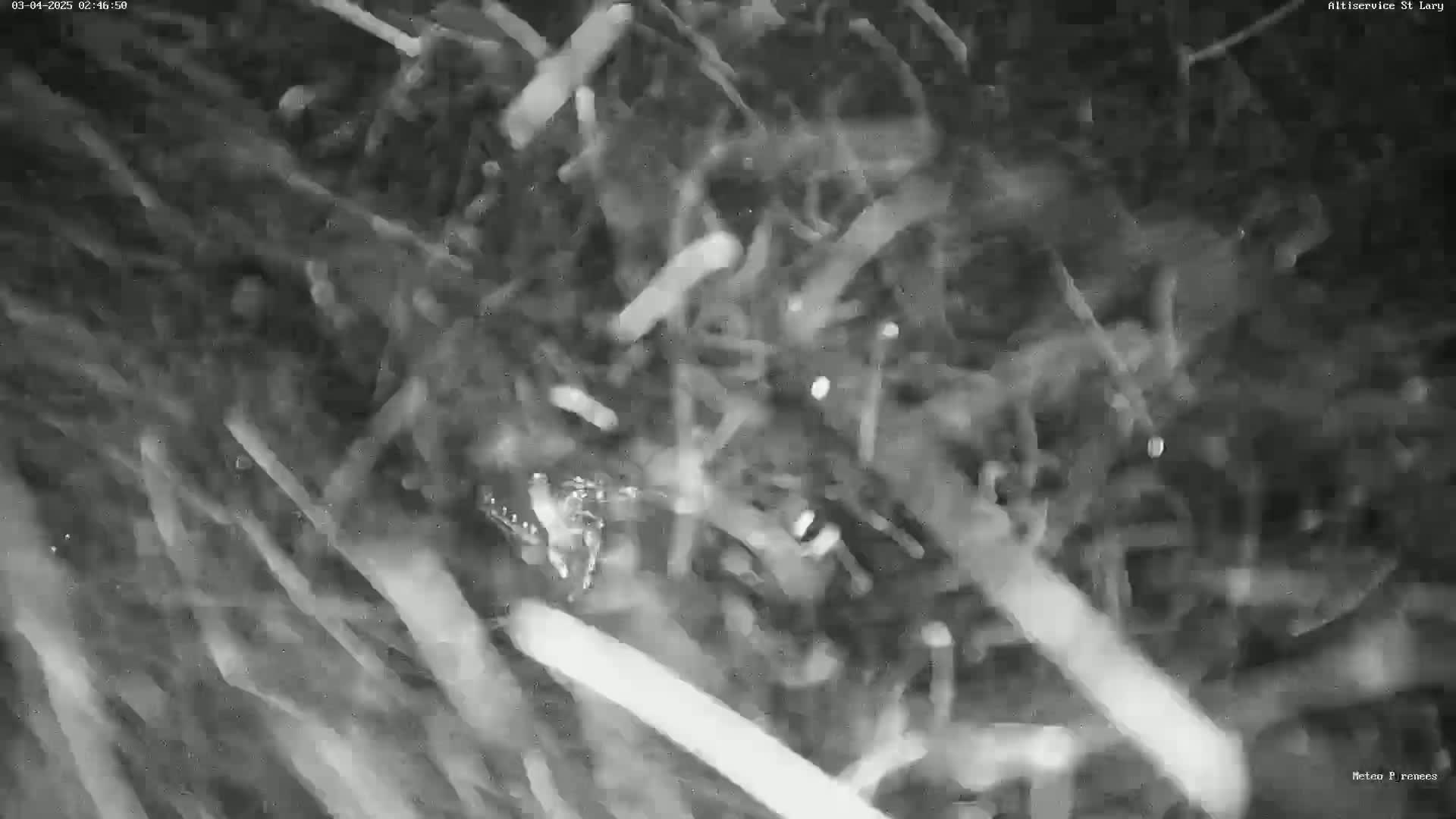 A blurry, nighttime grayscale image shows a small animal amidst long, thin, indistinct objects, possibly grass or debris, with what appears to be snow or light rain falling.