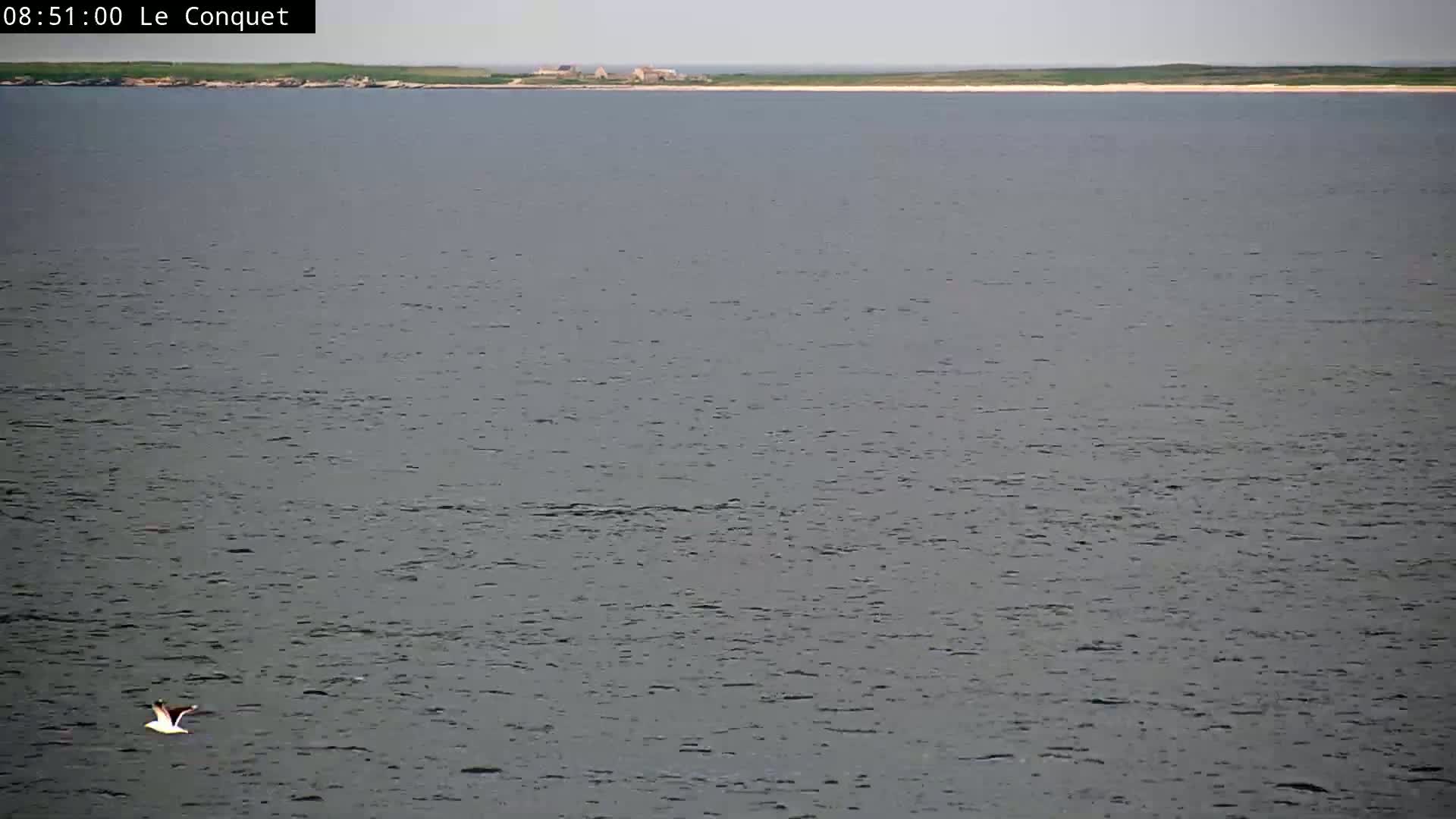 A single bird flies over a calm, gray body of water with a distant, low-lying landmass visible on the horizon under a cloudy sky.