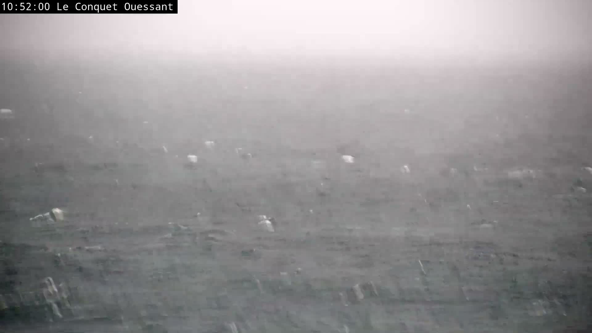A wide, hazy outdoor view shows a grey, overcast sea with numerous white seabirds floating on the water's surface under low visibility conditions.