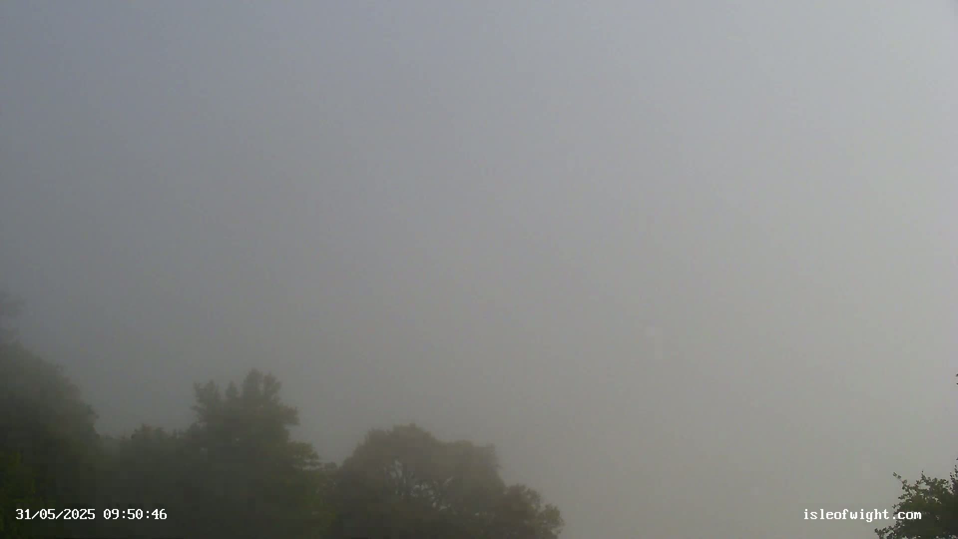 A thick fog obscures the view of dark green trees.