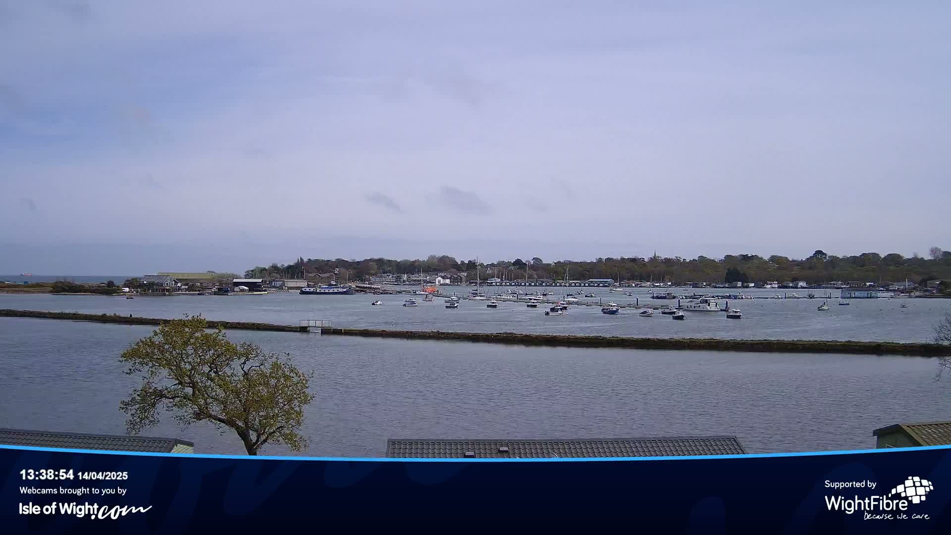 A calm body of water shows many boats moored in a marina, with a tree and shoreline in the foreground and a landmass with buildings and trees in the background under a mostly clear sky.