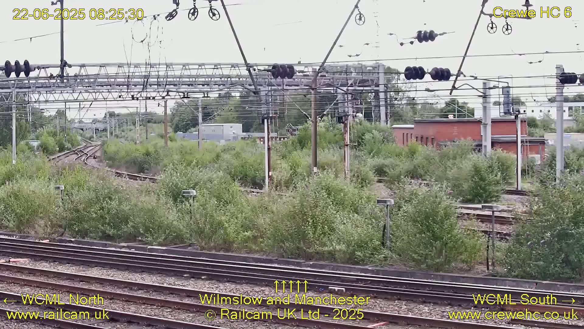 Overgrown vegetation surrounds a network of train tracks under an overcast sky.