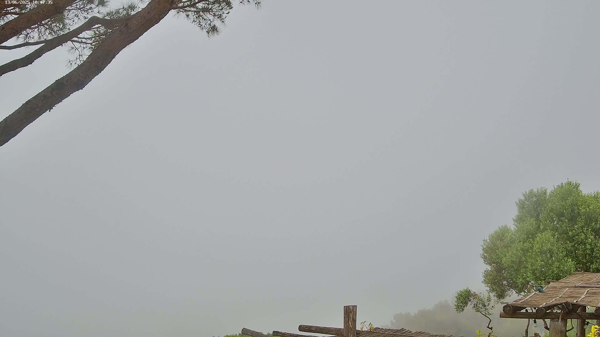 A foggy landscape features parts of two trees, a wooden structure with a thatched roof, and a glimpse of low-lying vegetation.