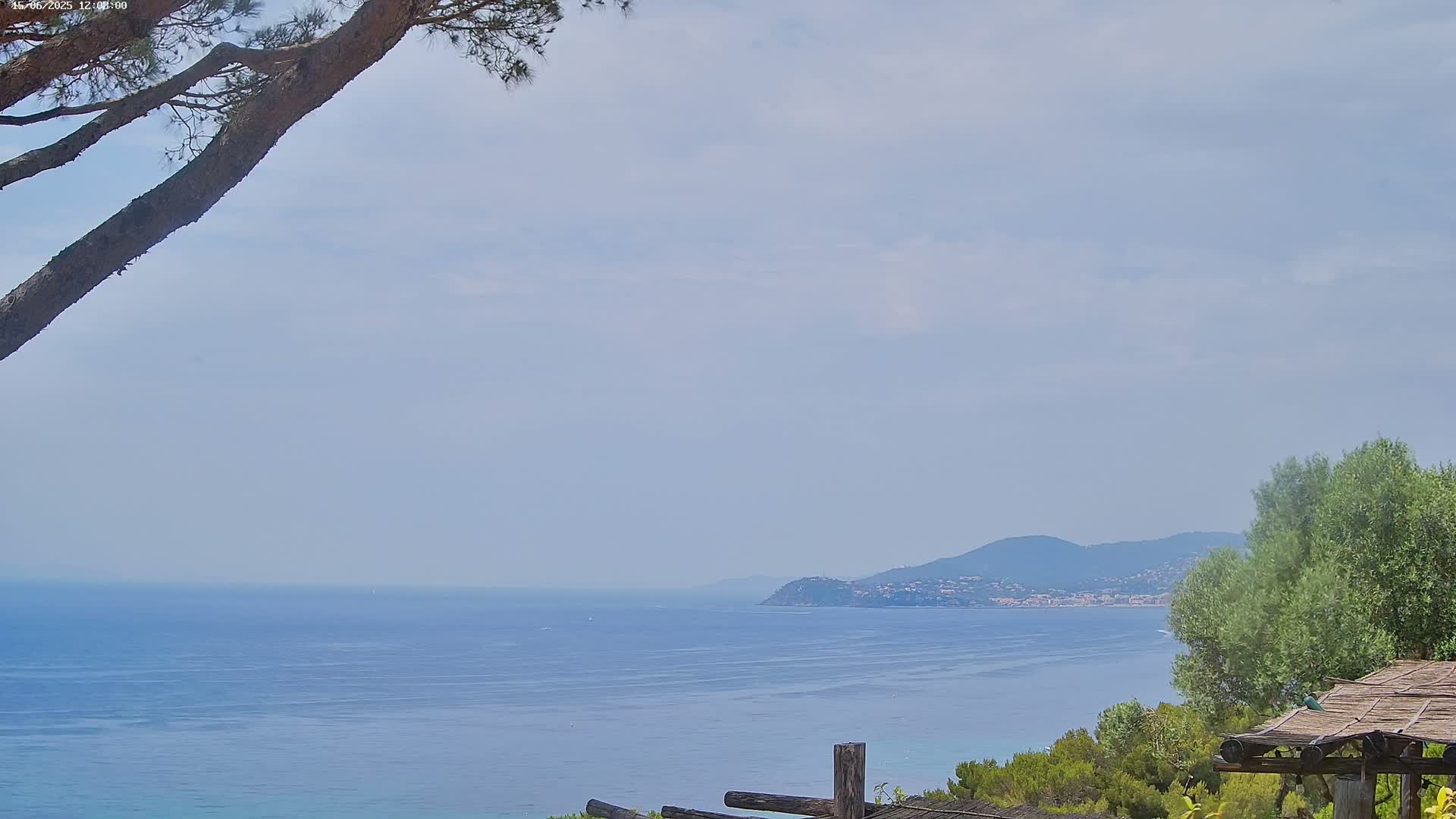 A calm, blue ocean stretches to a distant coastline under a mostly clear sky, partially obscured by the branches of a pine tree and some green vegetation in the foreground.