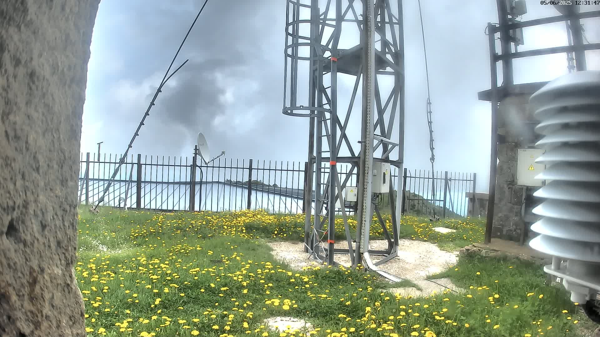A metal tower stands amidst a field of yellow flowers under a cloudy sky.