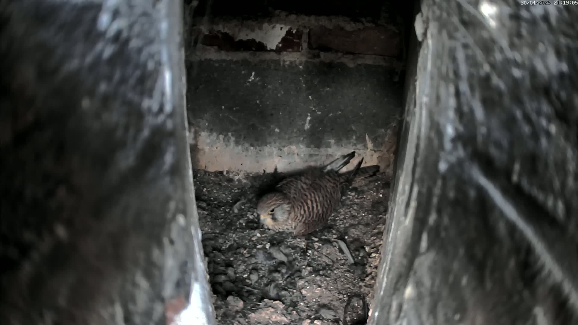 A small brown and tan bird sits on the ground inside a dark, narrow crevice.