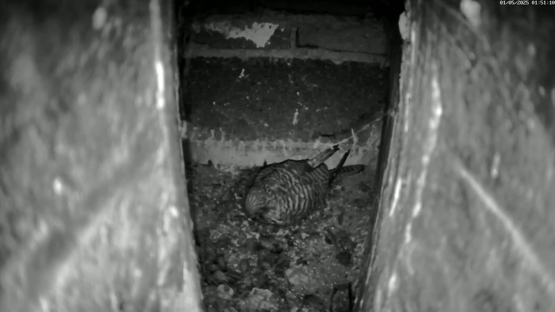 A bird sits nestled in a dark, confined space, possibly indoors or in a burrow.