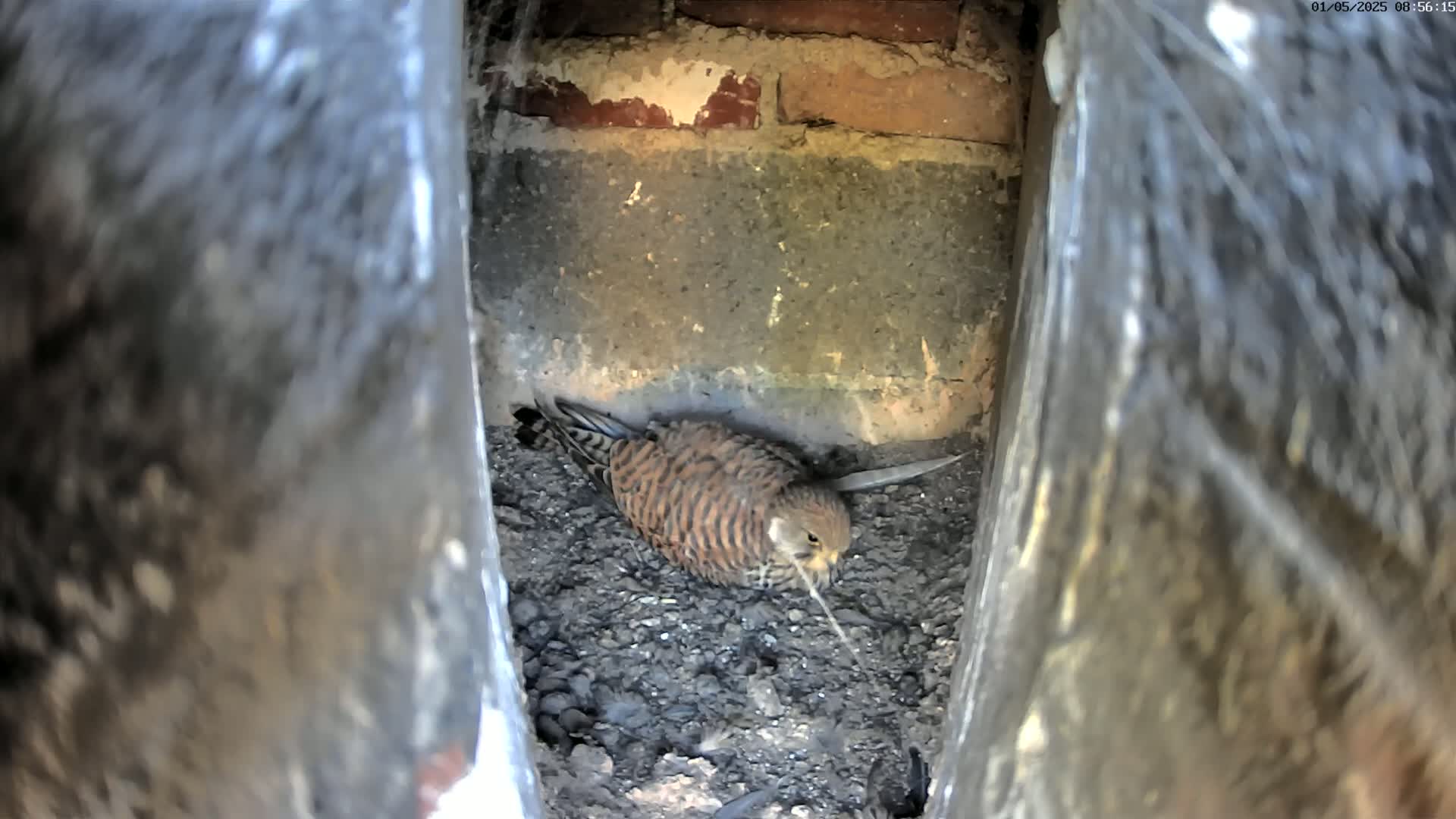 A small, brown and orange bird sits on a bed of dark soil within a brick alcove.