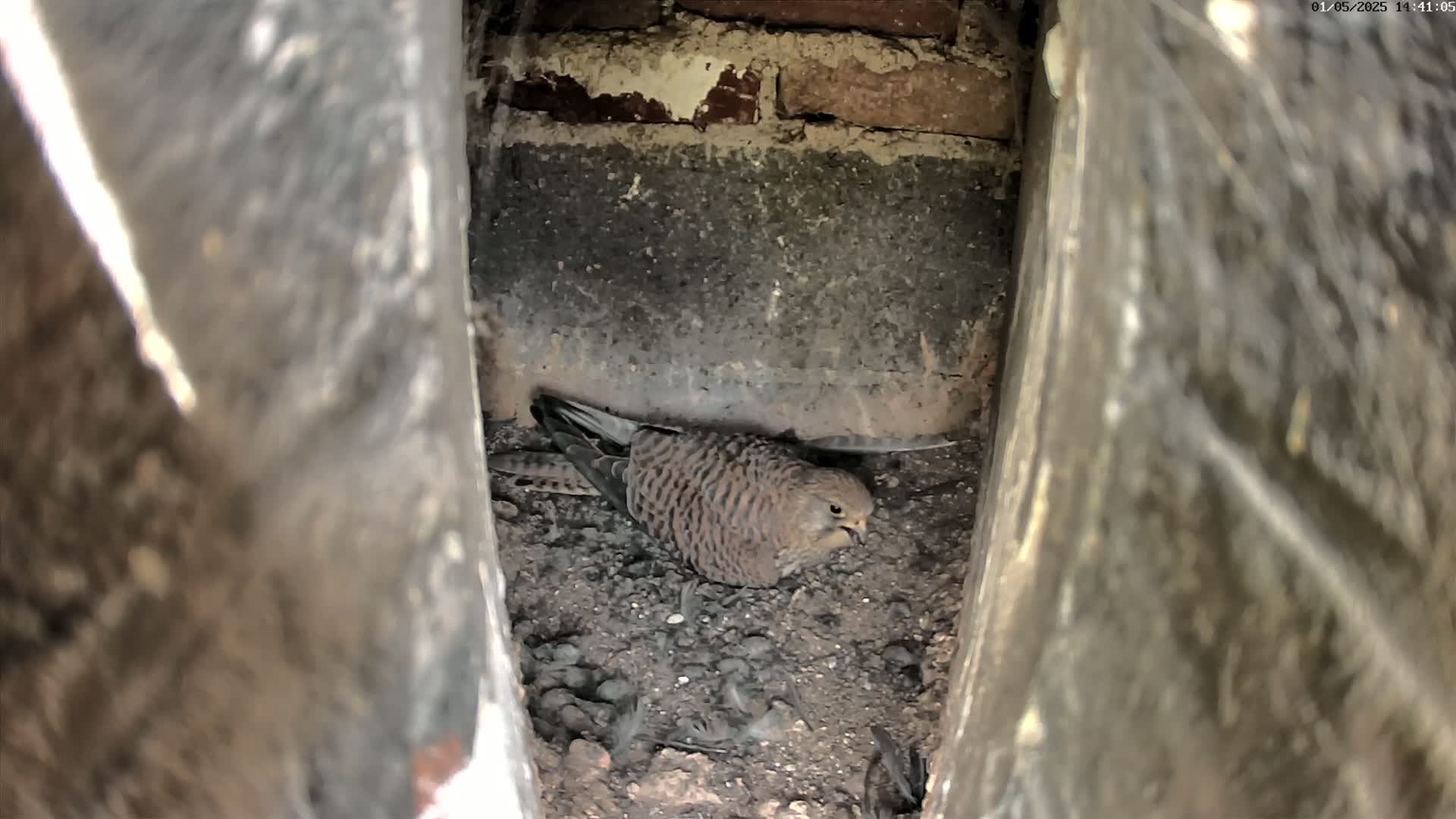 A small, speckled bird sits in a dark, earthen nest nestled within a brick and wood structure.