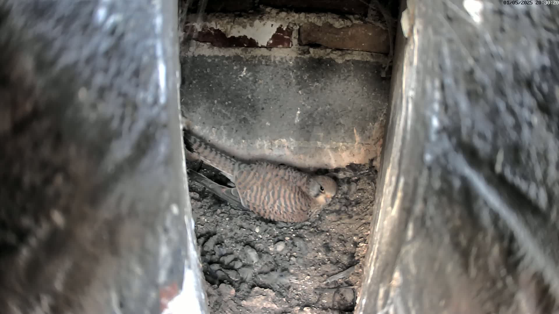 A small brown and tan bird rests in a nest of dirt within a narrow, dark crevice.