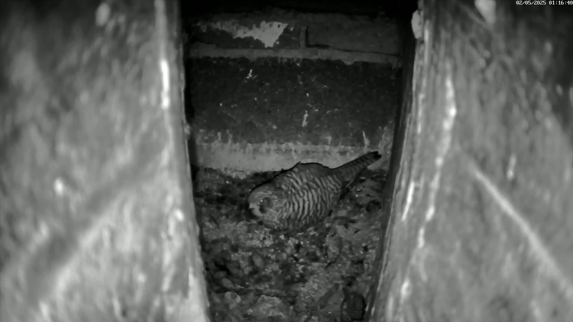 A small, striped bird sits on a pile of debris inside a dark, narrow crevice.