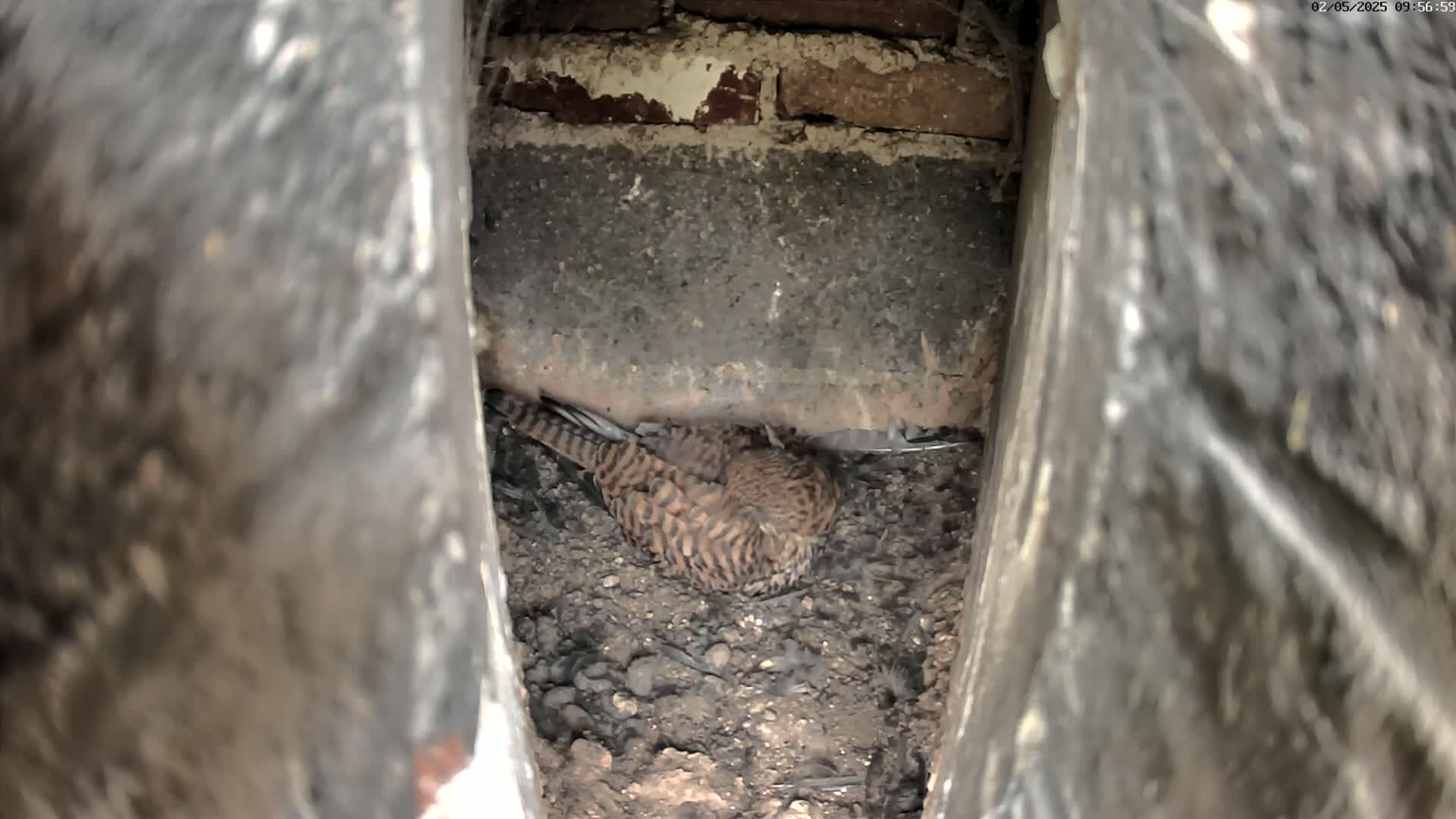 A small, striped bird rests in a nest made of dirt and debris within a narrow, brick-lined cavity.