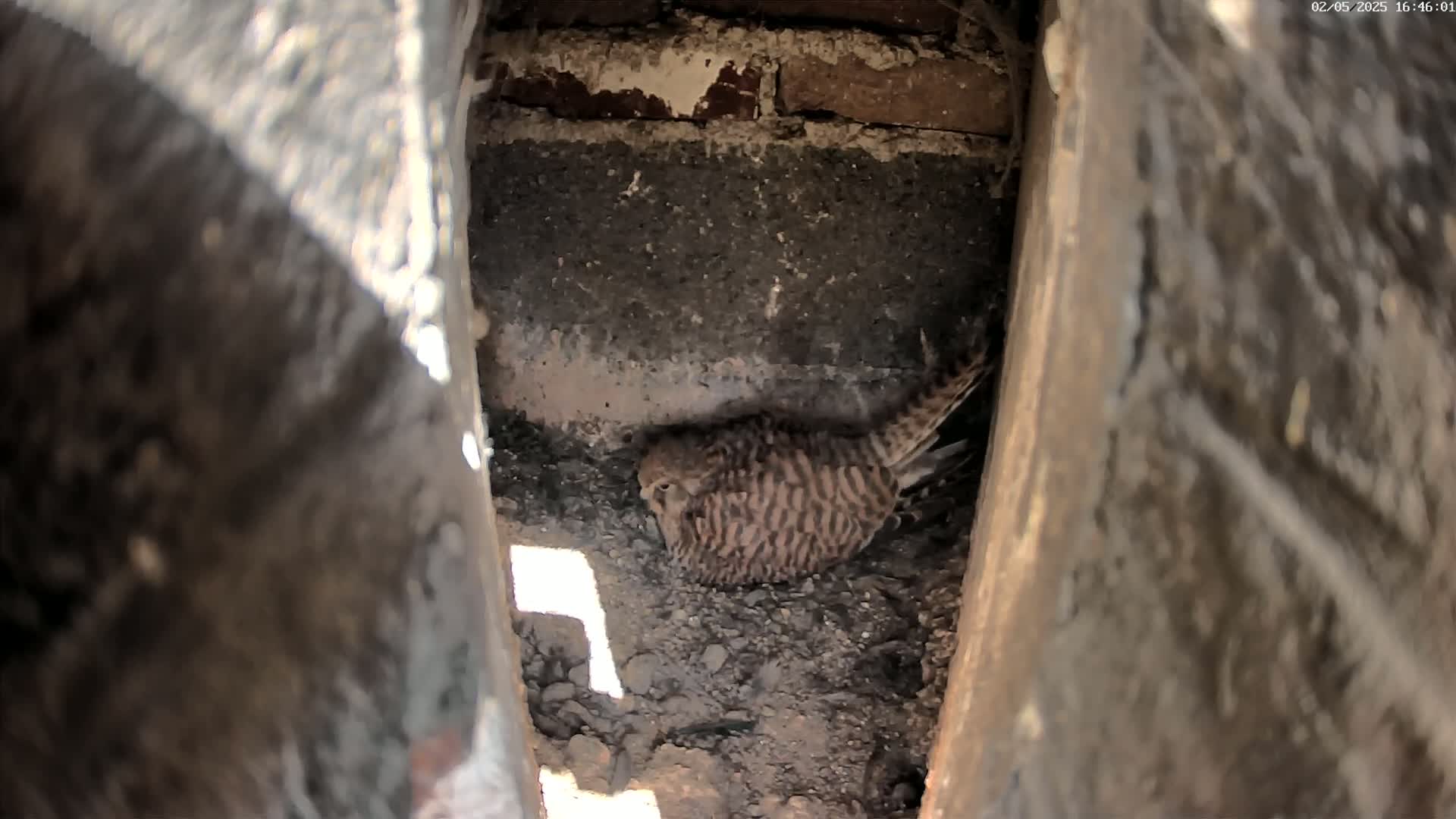 A small, brown and tan bird sits nestled in a dark, earthen cavity within a brick structure.