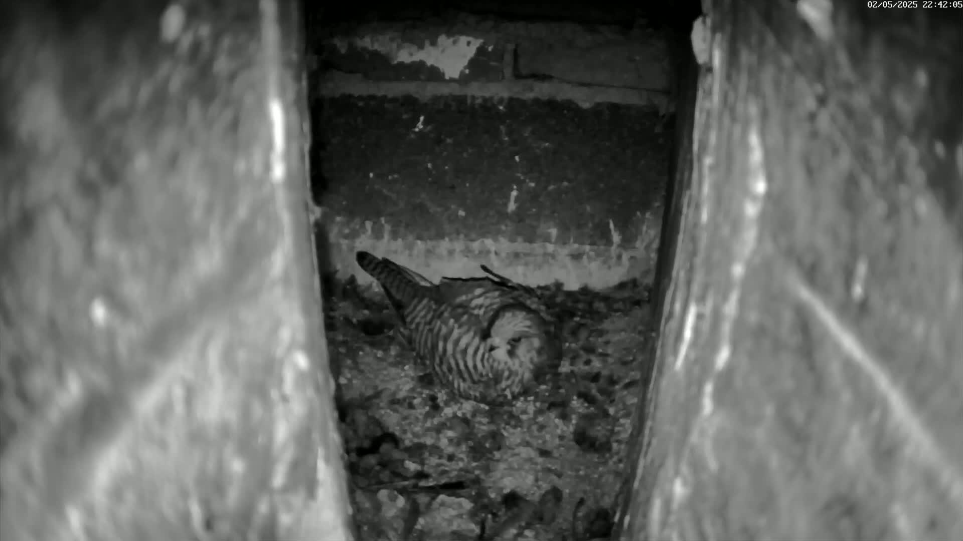 A bird sits nestled in a dark, enclosed space.