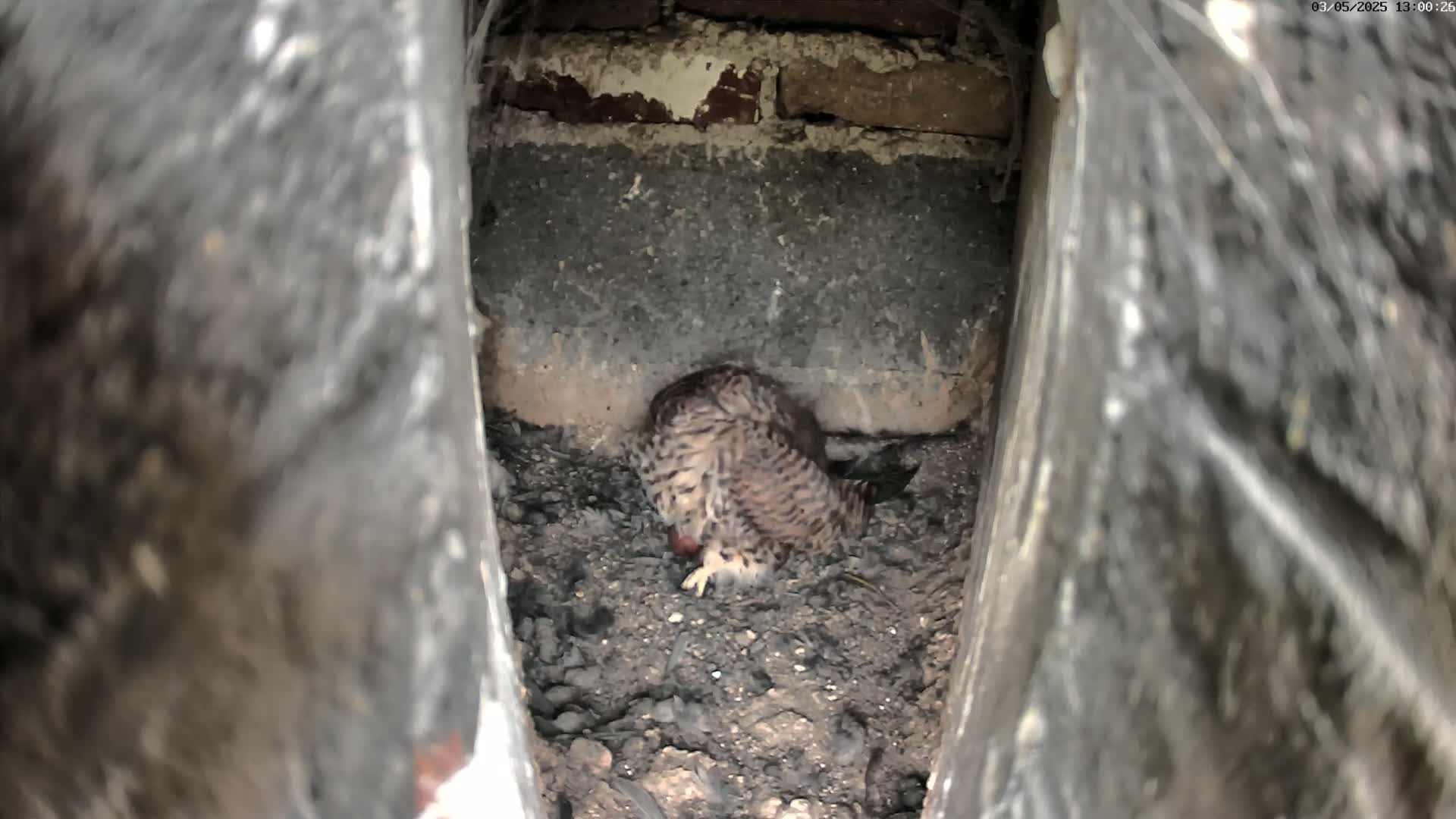 A small, speckled bird sits nestled in a dark, earthen crevice within a brick structure.